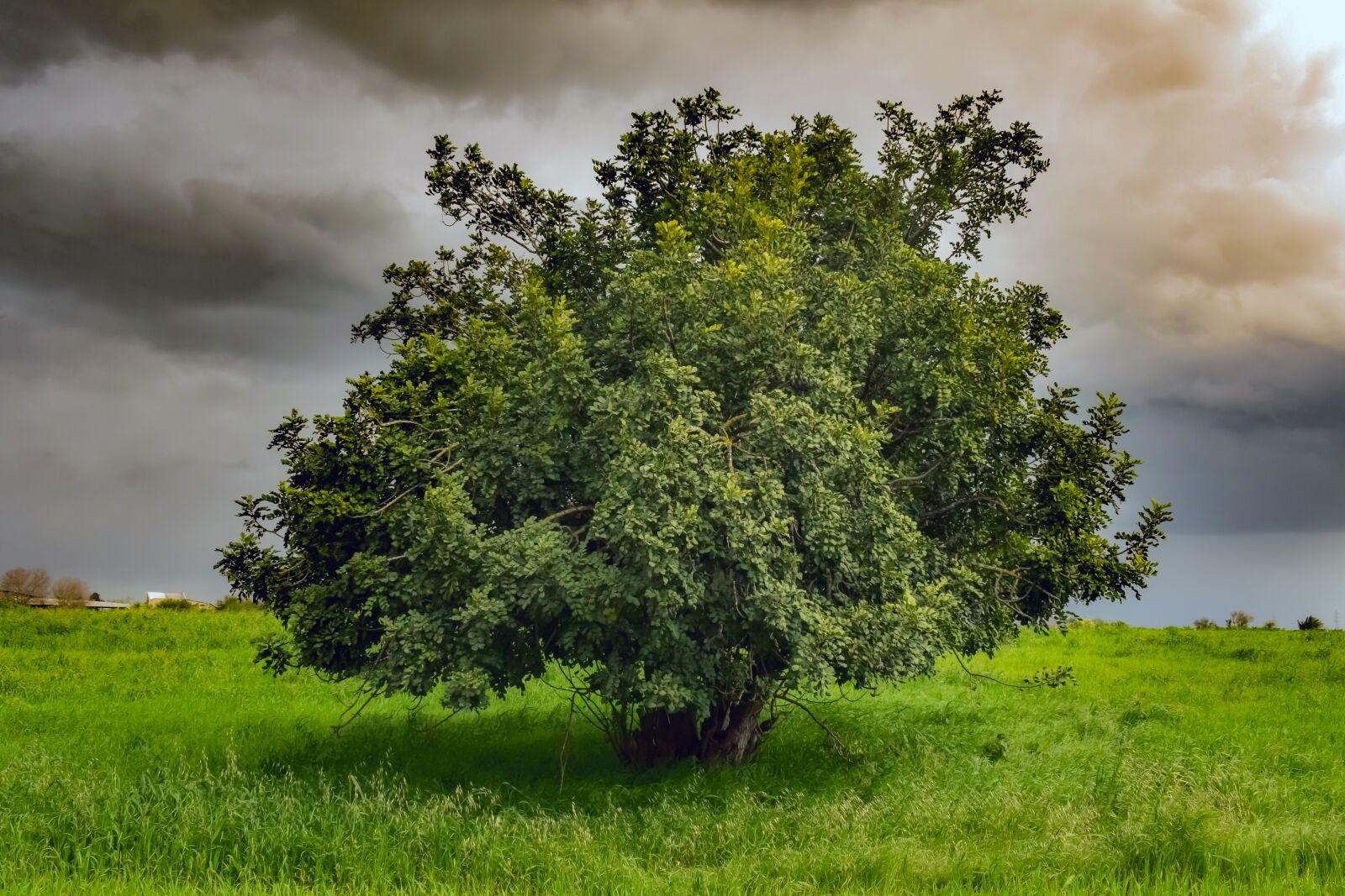 Nikon D3300 sample photo. Tree, meadow, landscape photography