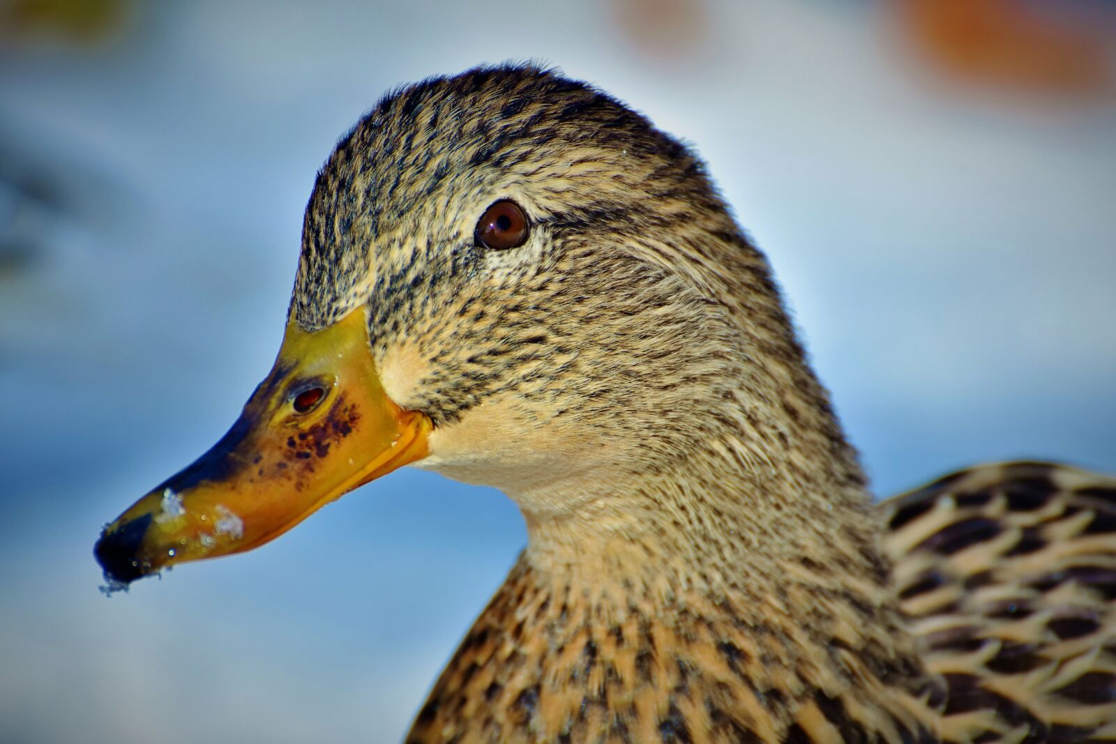 Nikon D7200 sample photo. Duck, mallard, water bird photography