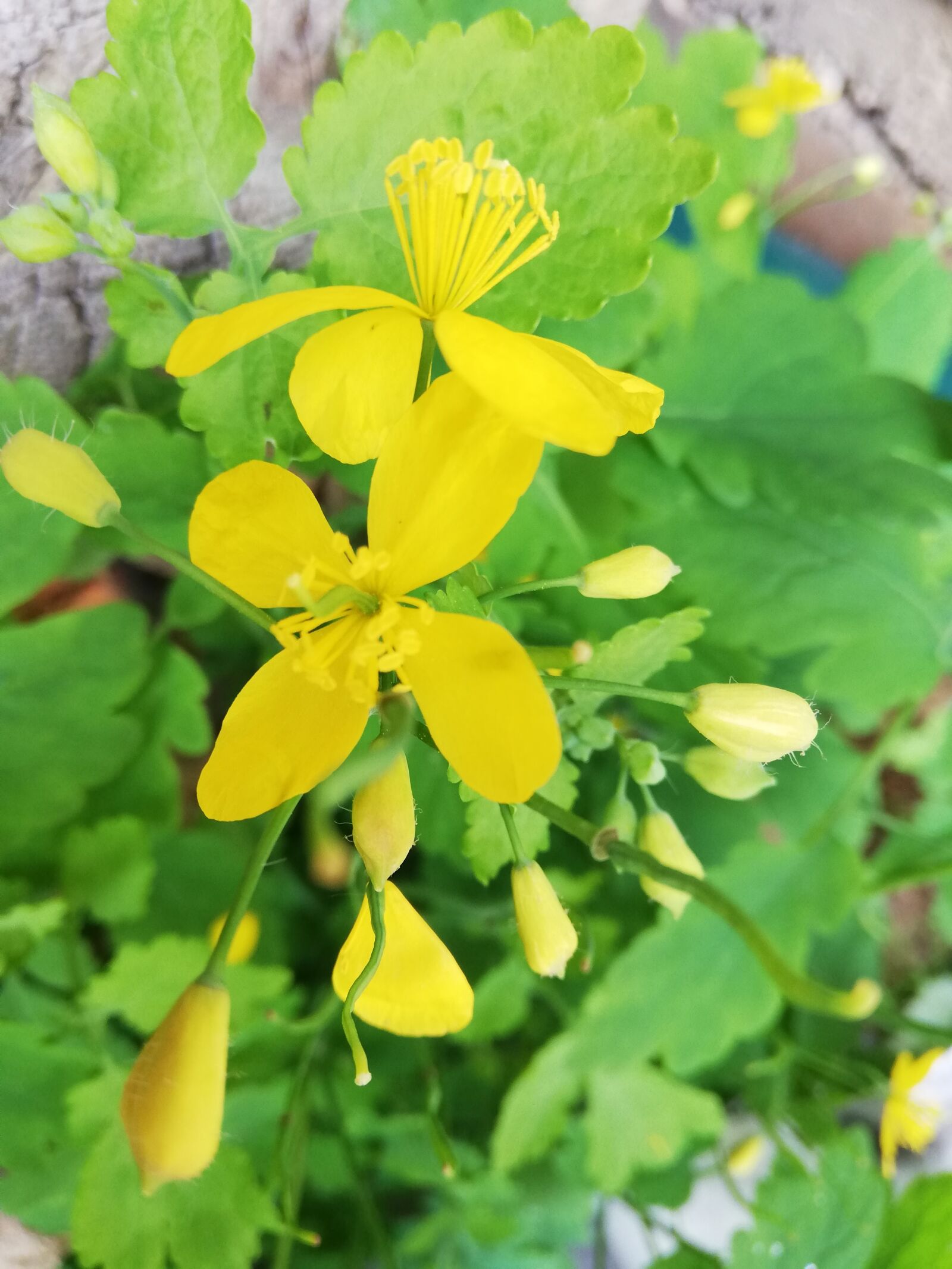 HUAWEI P20 lite sample photo. Plant, celandine, yellow photography