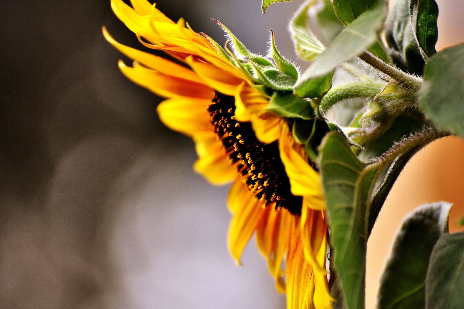 Nikon D7200 sample photo. Sunflower, summer, garden photography