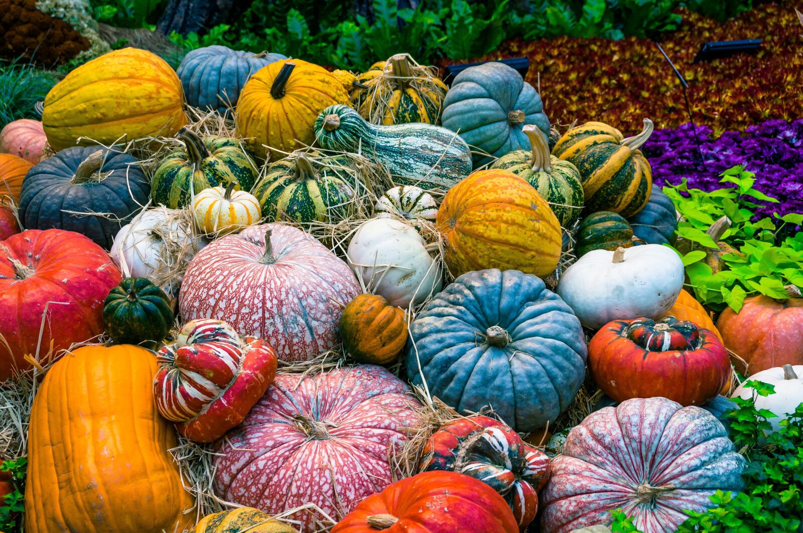 Sony Alpha NEX-6 sample photo. Pumpkin, vegetables, autumn photography