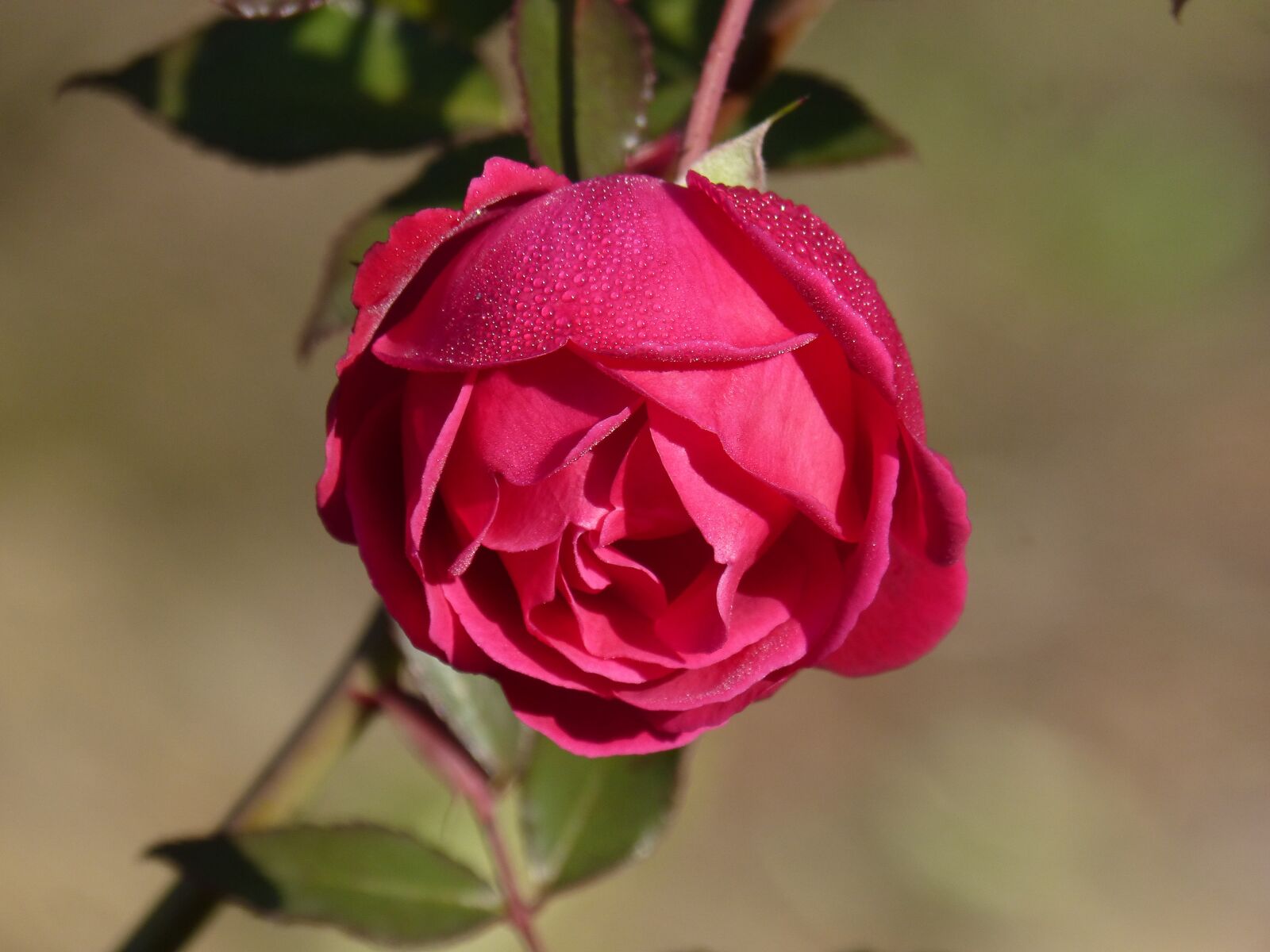 Panasonic DMC-FZ62 sample photo. Rosa, rocio, flower freshness photography