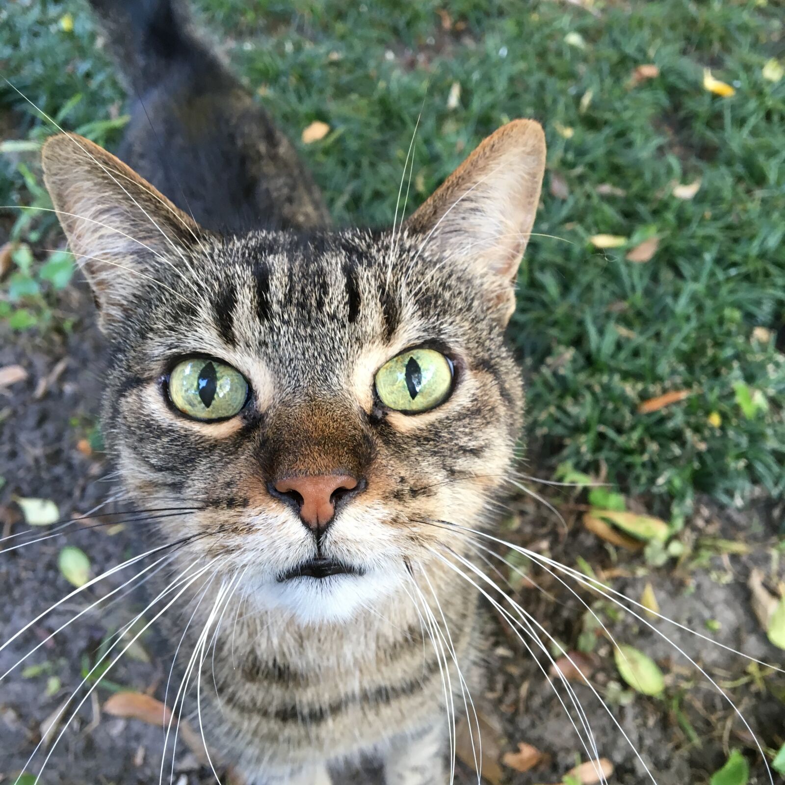 Apple iPhone 6s sample photo. Green, cat, whiskers, tabby photography