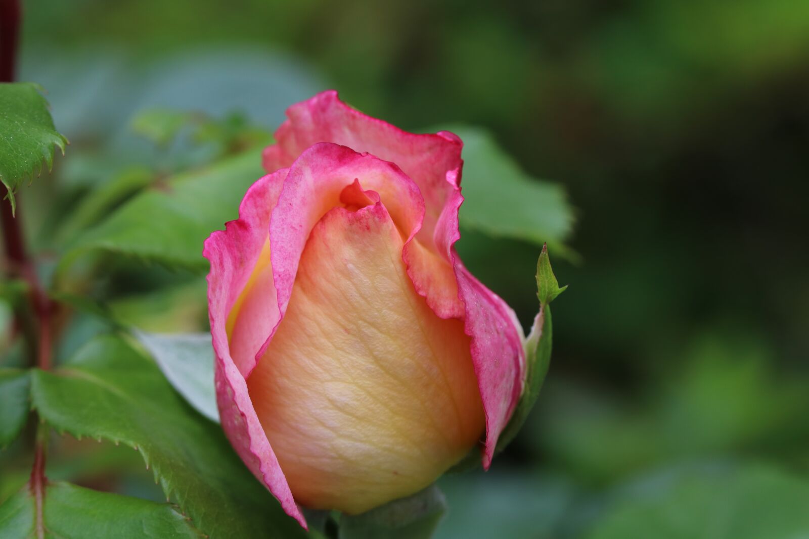 Canon EOS 750D (EOS Rebel T6i / EOS Kiss X8i) sample photo. Rose, flowers, spring photography
