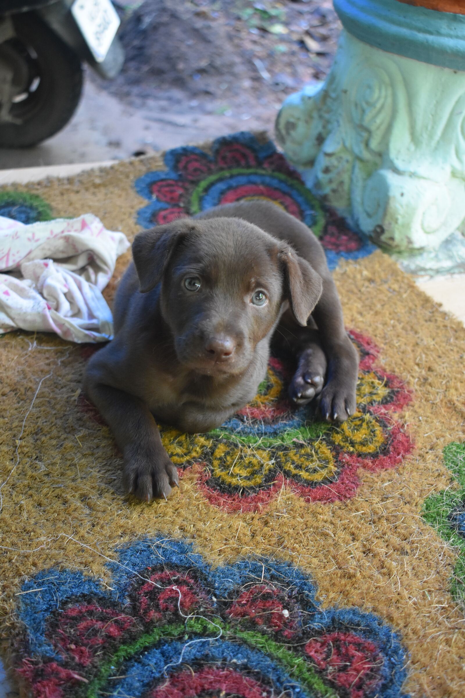 Nikon D3400 sample photo. Puppy, dog, animal photography