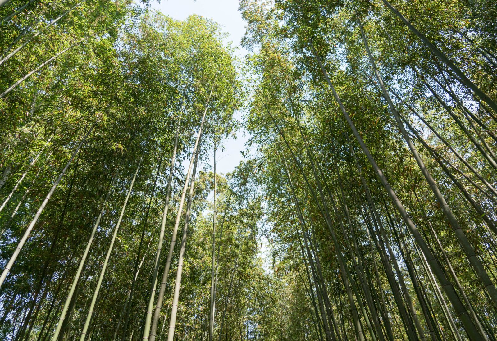 Sony a7R II sample photo. Japan, arashiyama, bamboo forest photography