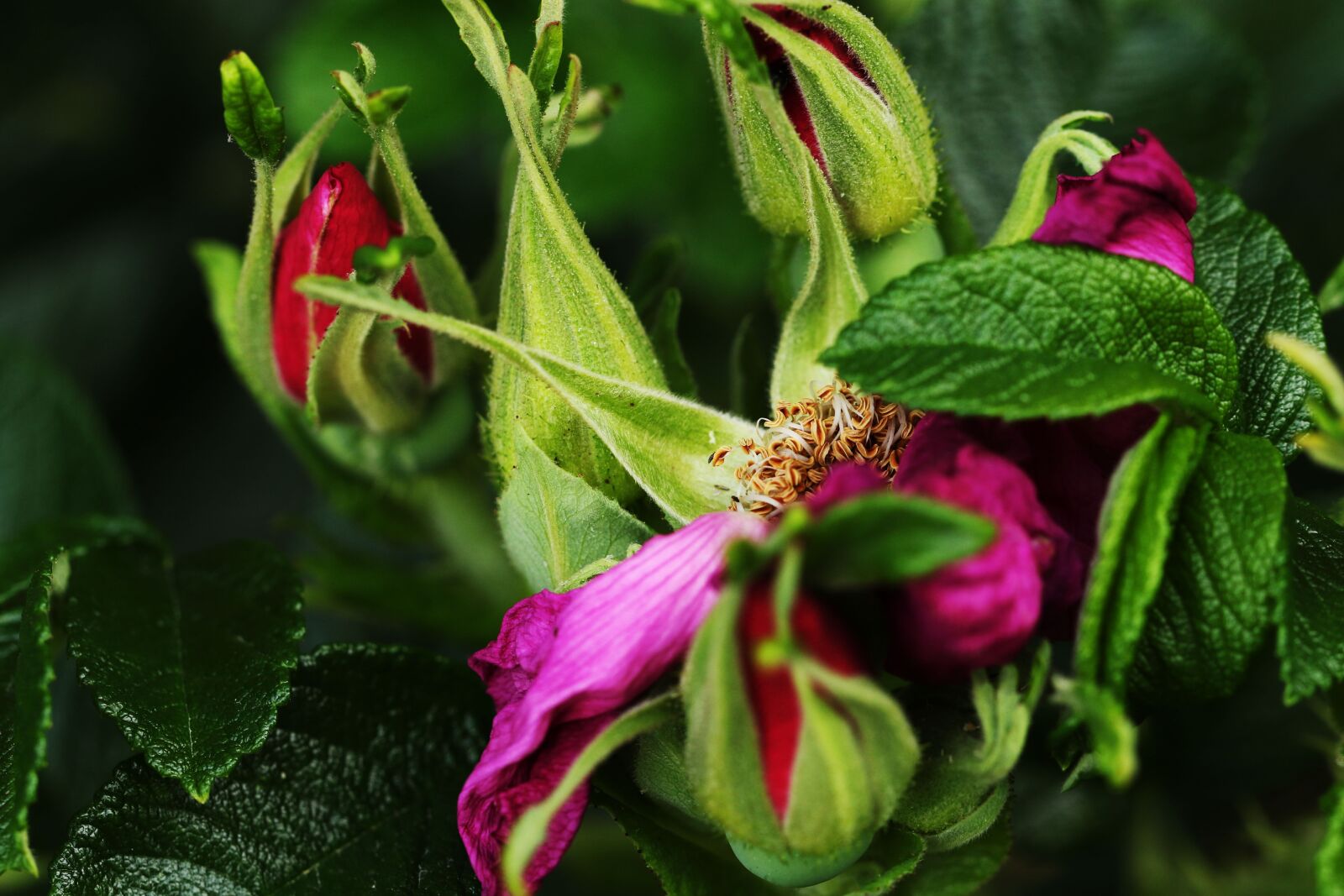 Canon EOS 7D Mark II sample photo. Bush, rose hip, nature photography