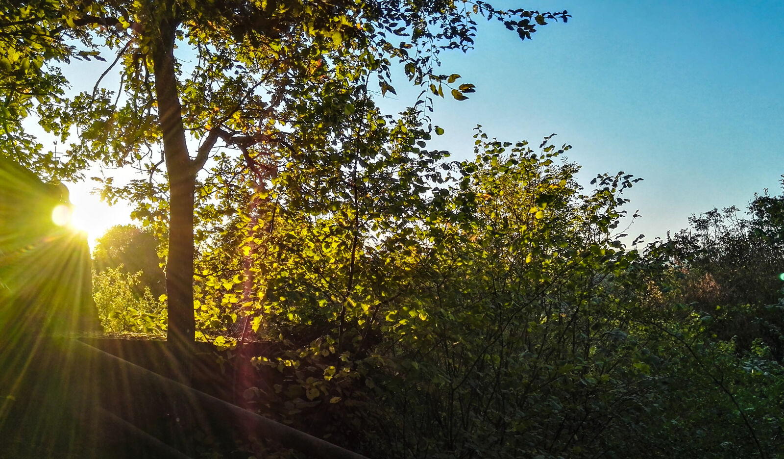 HUAWEI P8 sample photo. Fall, field, green, nature photography