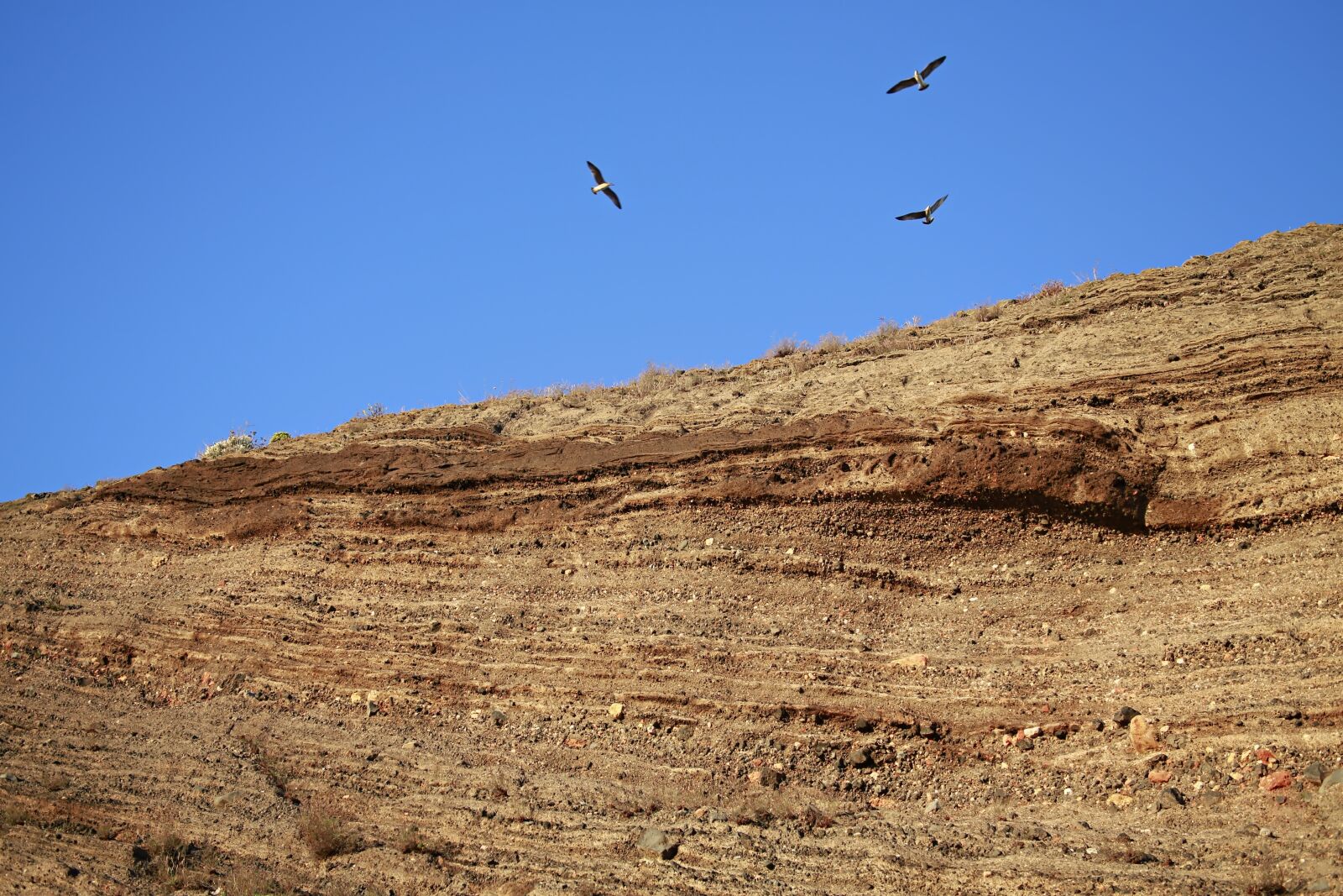 Canon EOS 5D Mark III sample photo. Rock, seagull, seaside photography