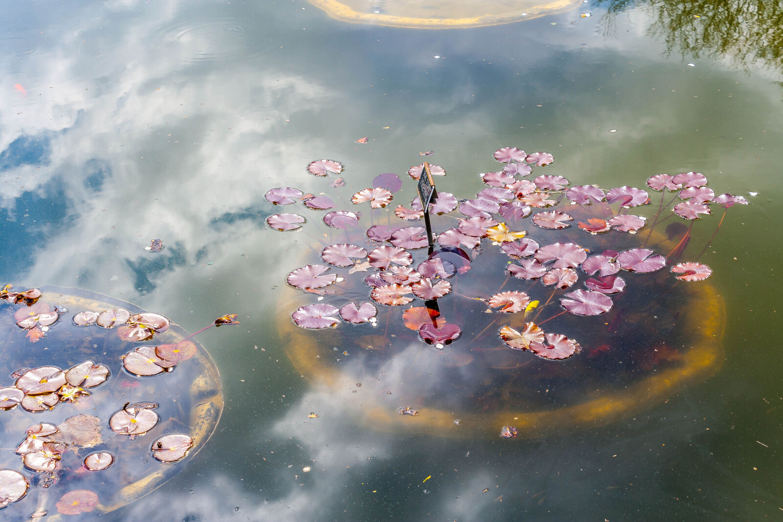 Canon EOS 1000D (EOS Digital Rebel XS / EOS Kiss F) sample photo. Cloud, lilypad, nature, plant photography