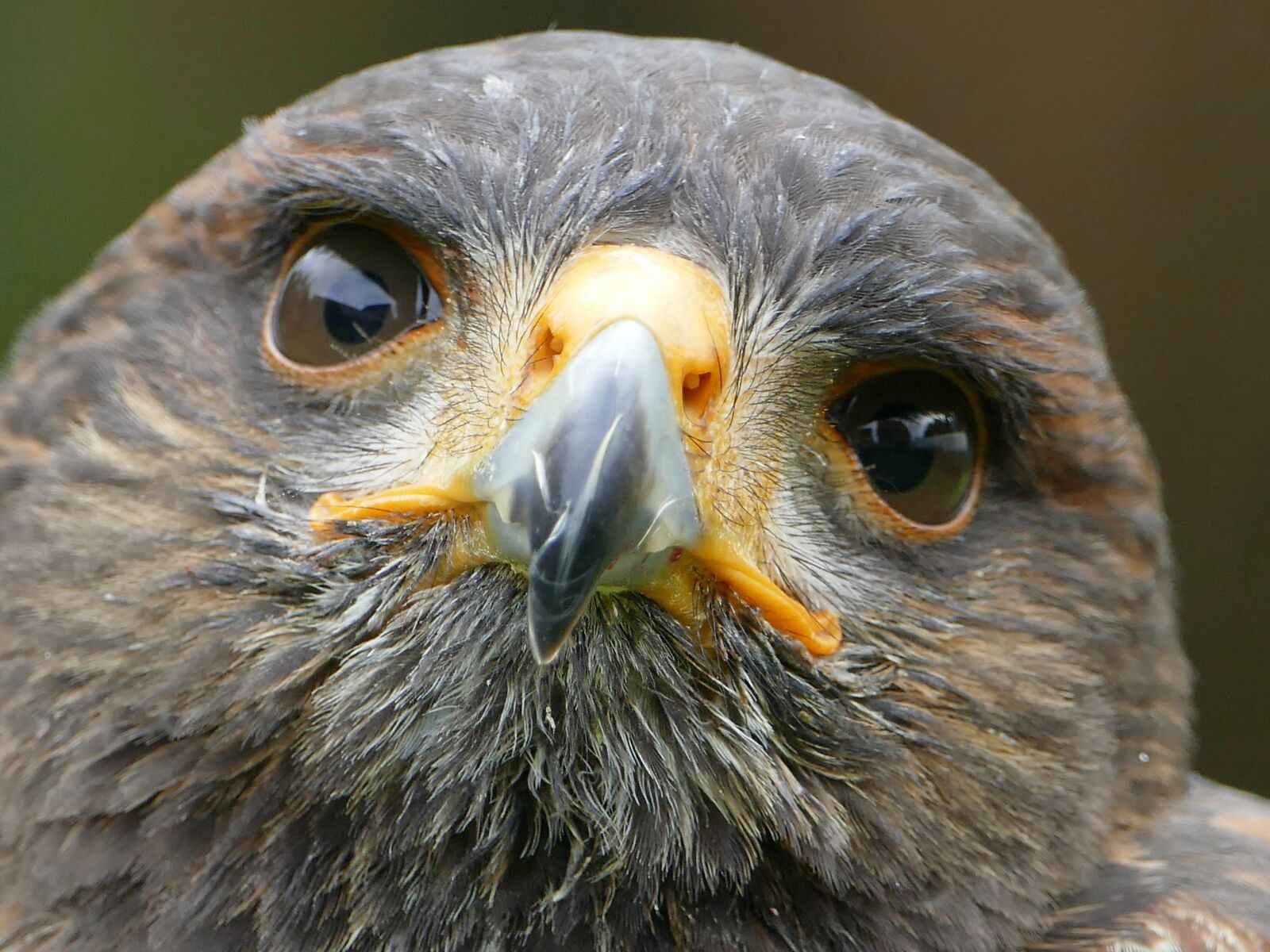 Panasonic Lumix DMC-FZ1000 sample photo. Harris hawk, raptor, falconry photography