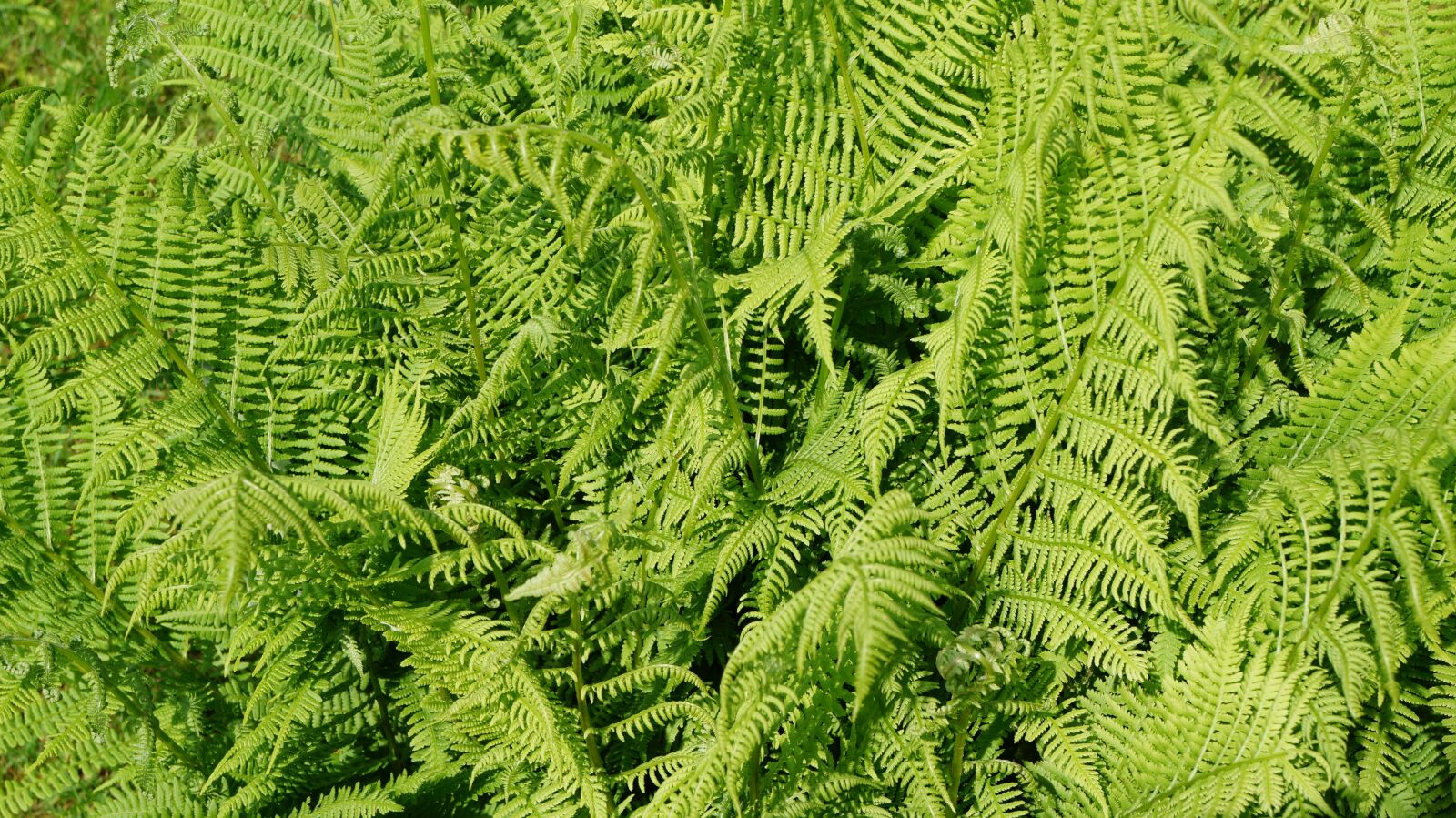 Sony Alpha a3000 + Sony E 18-55mm F3.5-5.6 OSS sample photo. Fern, green, plant photography