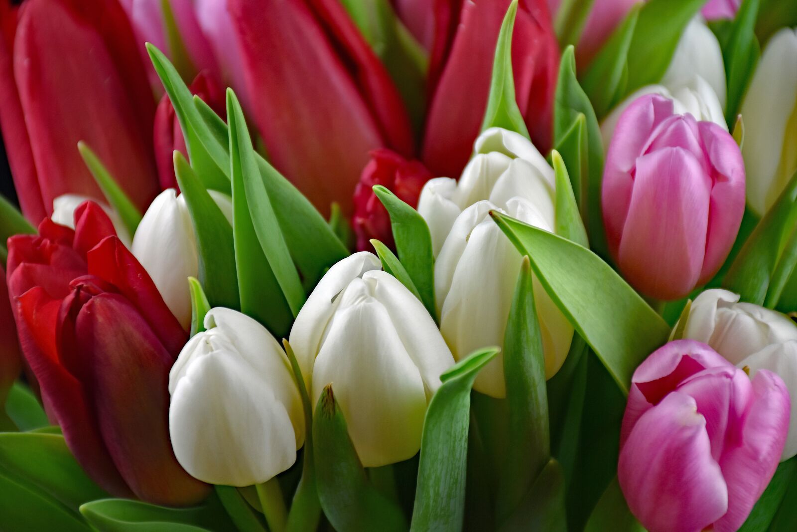 Nikon D5500 sample photo. Tulips, bouquet, flowers photography