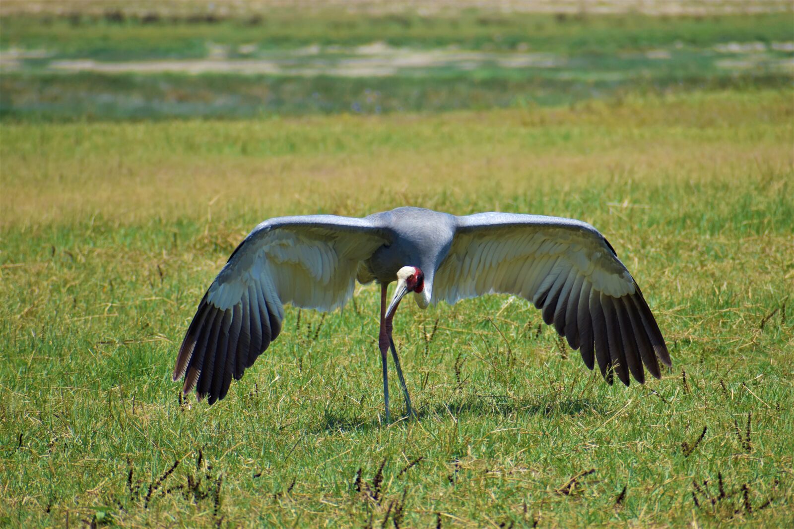 Nikon D5600 sample photo. Nature, bird, animal photography