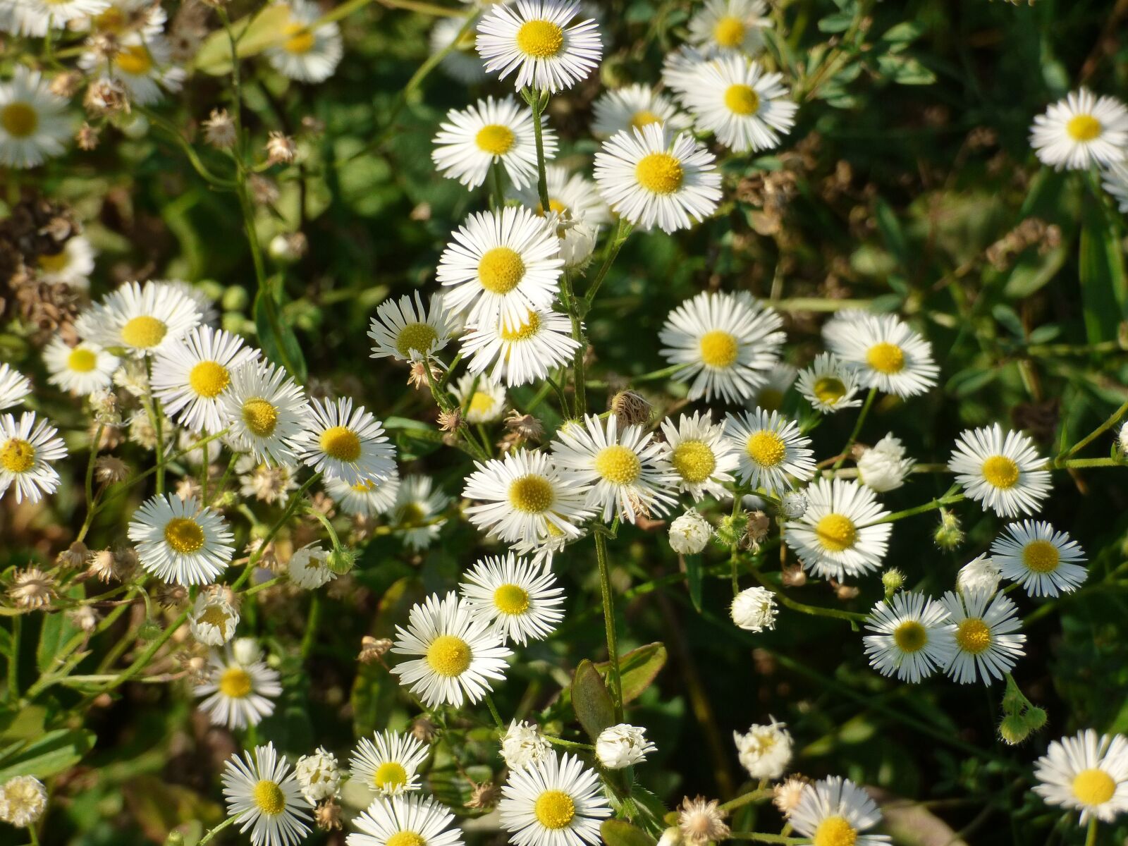 Panasonic DMC-FZ72 sample photo. Meadow, flowers, white flowers photography