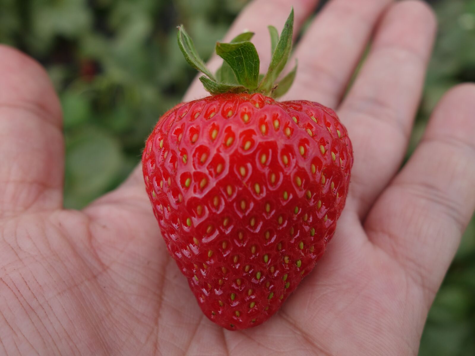 Sony Cyber-shot DSC-RX100 II sample photo. Strawberry, strawberries, fruits photography