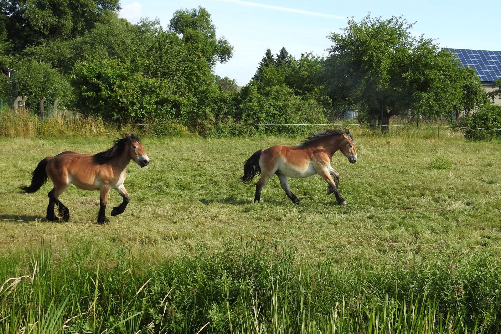 Nikon Coolpix P900 sample photo. Horses, pasture, paddock photography