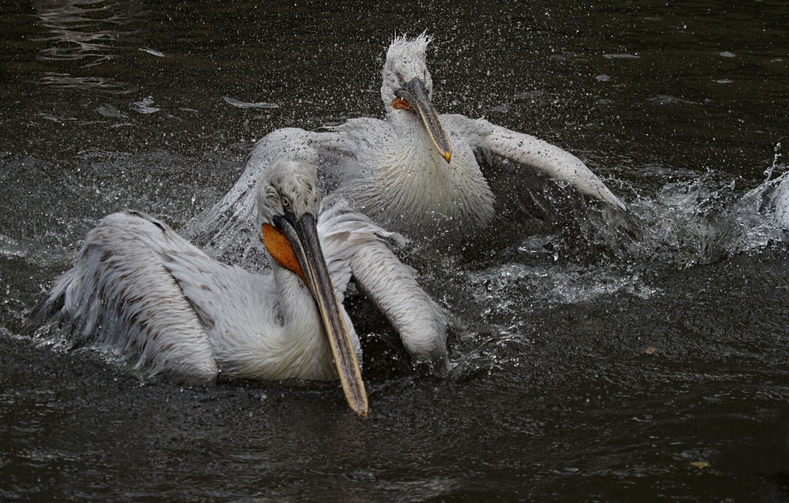 Olympus OM-D E-M1 Mark II sample photo. Pelican, bird, feather photography
