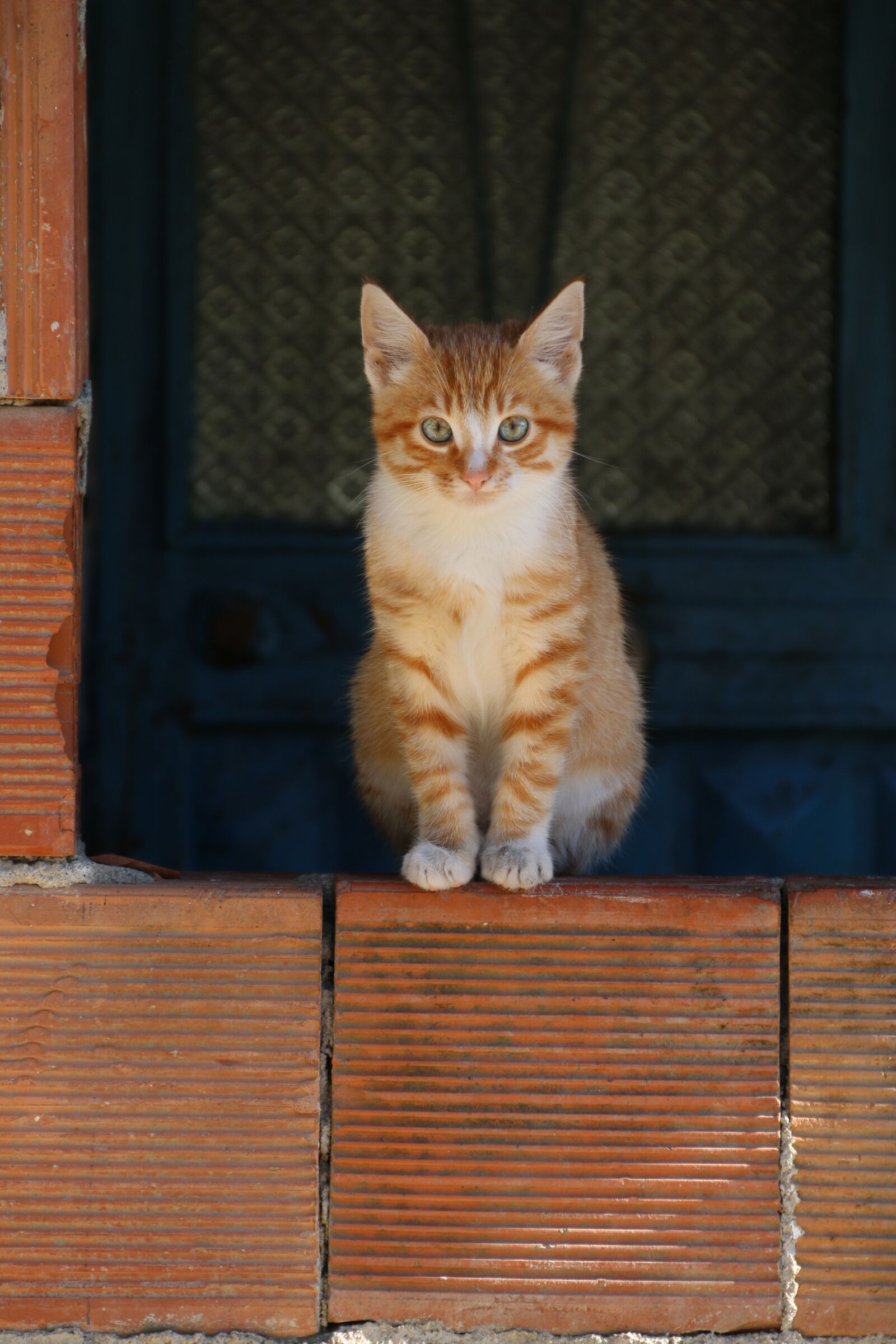 Canon EF-S 18-135mm F3.5-5.6 IS sample photo. Cat, animal, animal portrait photography