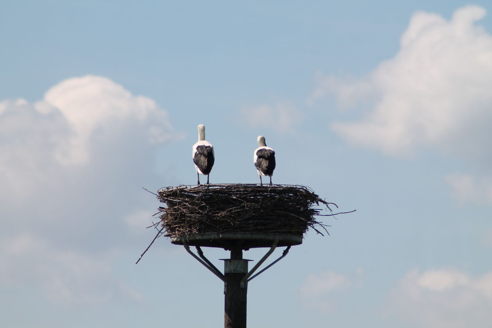 Canon EOS 1100D (EOS Rebel T3 / EOS Kiss X50) sample photo. Bird, sky, nature photography