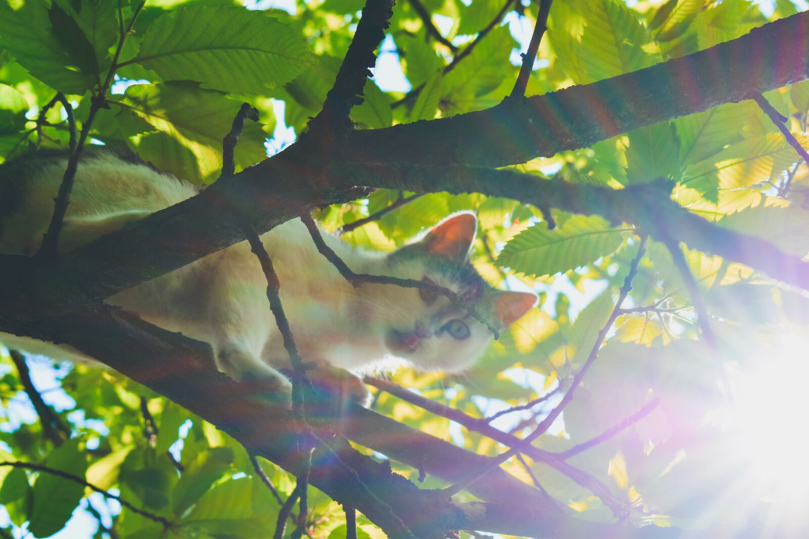 Nikon D3500 sample photo. Cat, tree, green photography