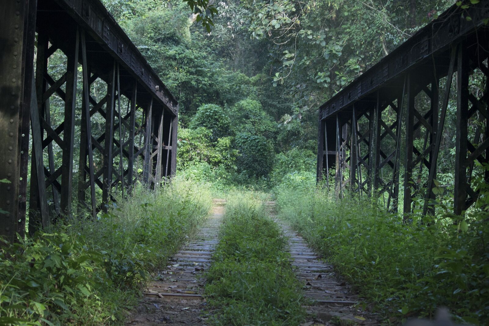 Canon EOS 600D (Rebel EOS T3i / EOS Kiss X5) sample photo. Bridge, forest, nature photography