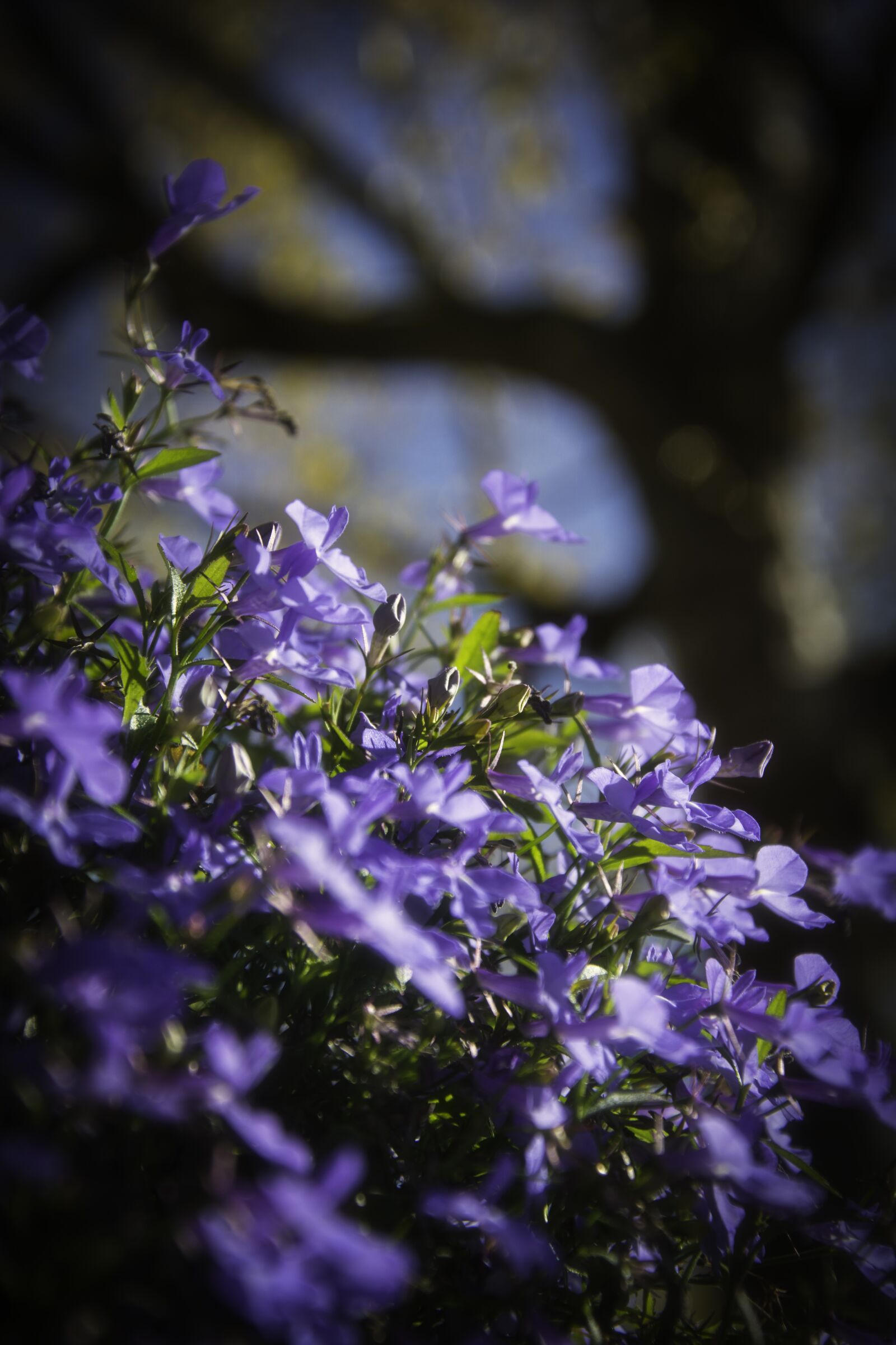 Nikon D5200 sample photo. Flowers, violet, garden photography