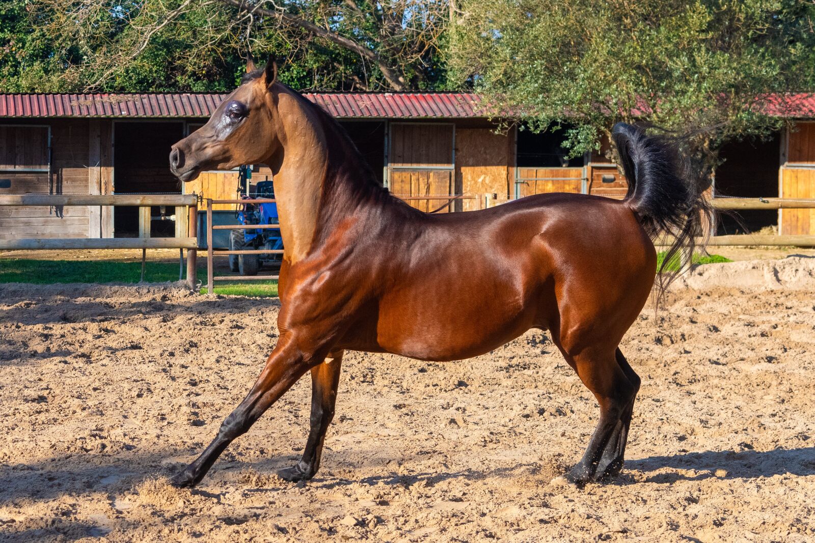 Nikon D850 sample photo. Pure-blood arab, horse, dressage photography