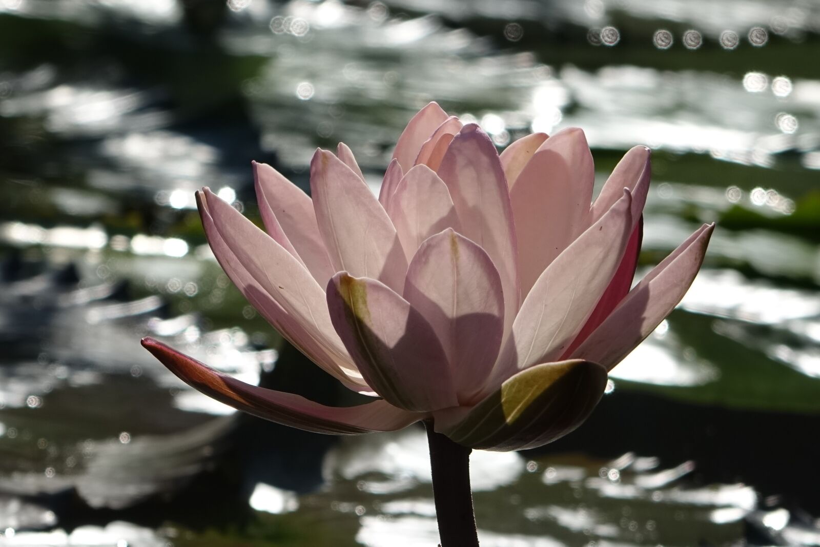 Sony Cyber-shot DSC-RX10 sample photo. Lotus, pink, water lotus photography