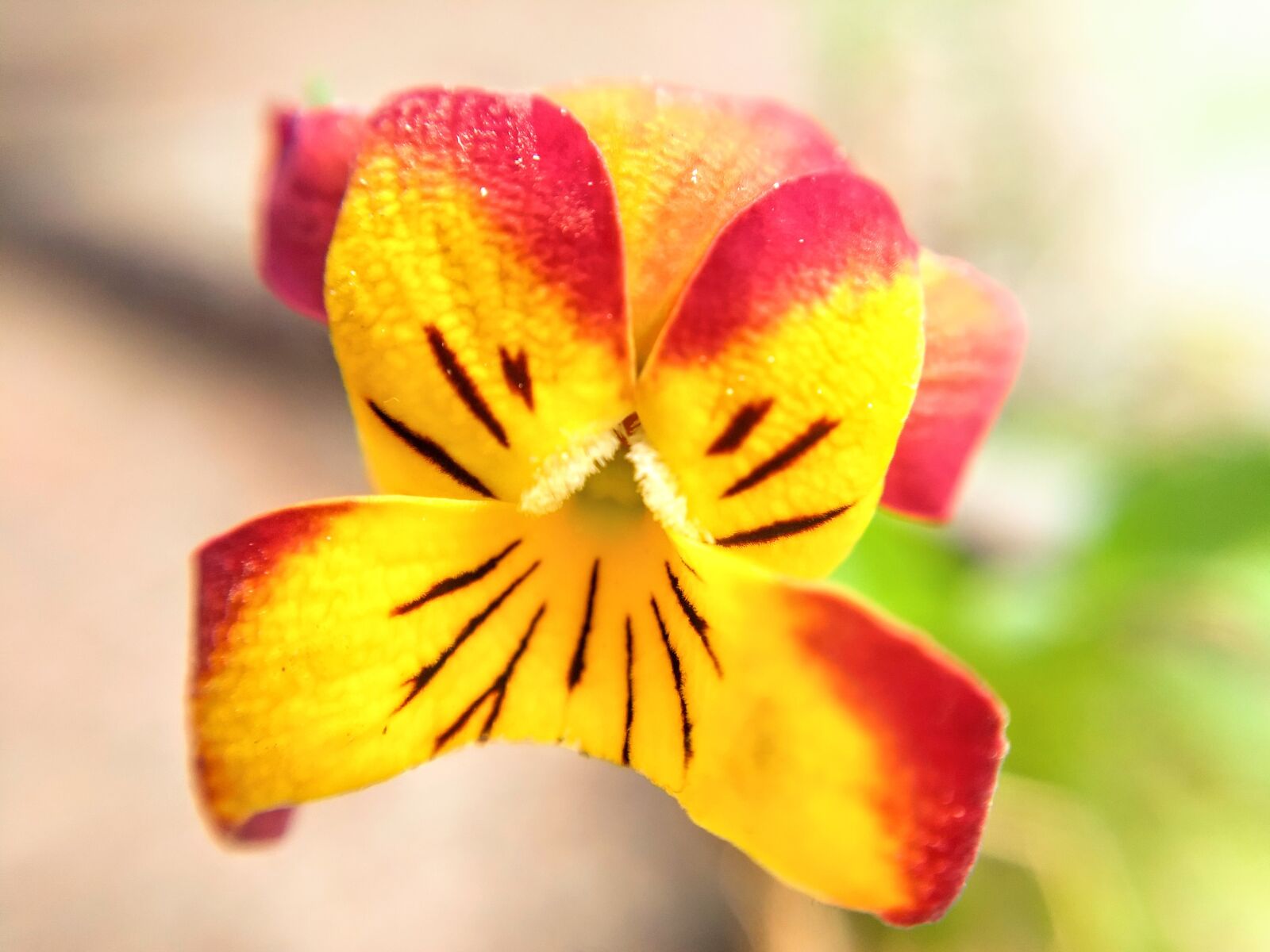 Motorola Moto G (5) Plus sample photo. Lemuria, flower, yellow photography