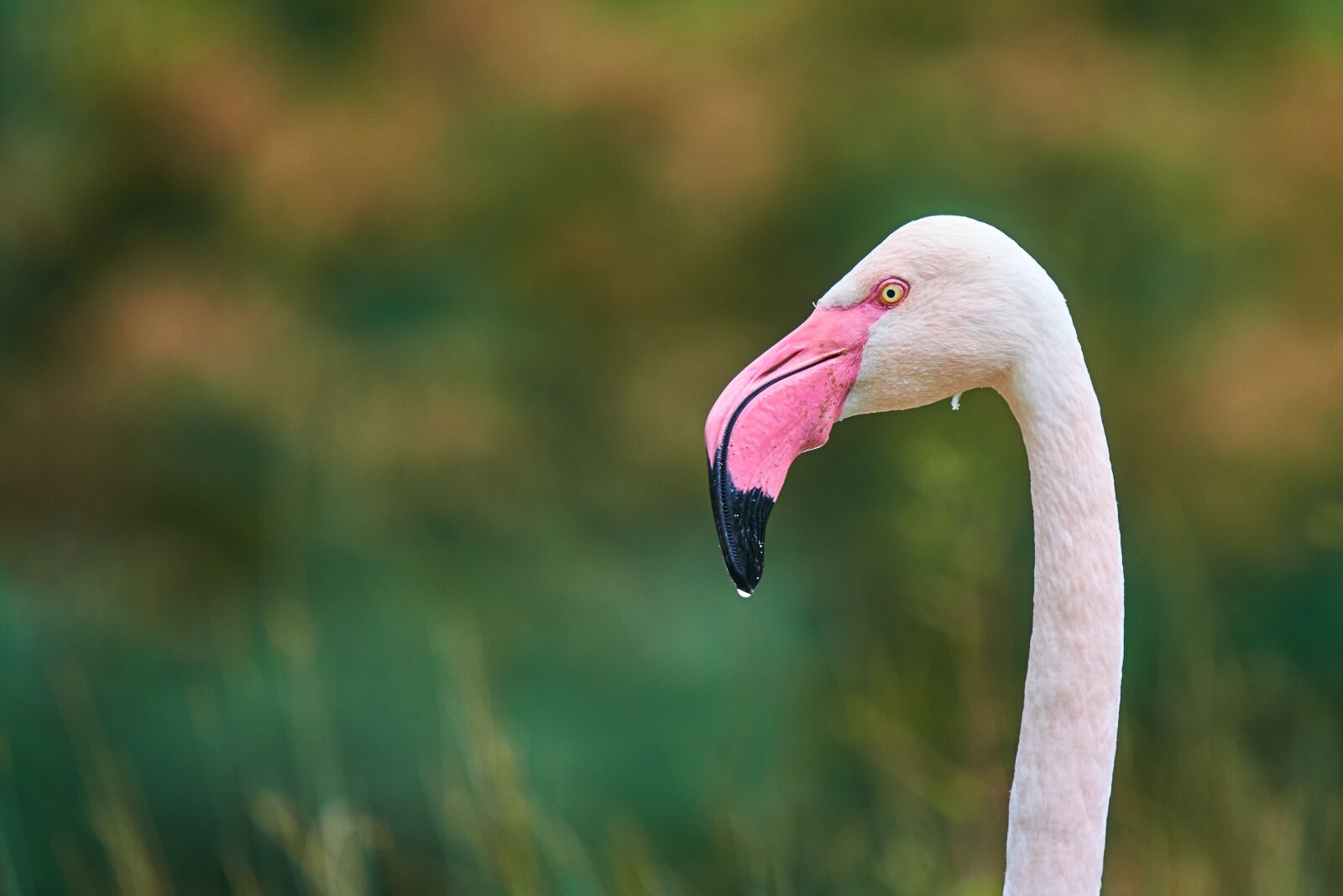 Nikon AF-S Nikkor 300mm f/4E PF ED VR sample photo. Flamingo, pink, bird photography