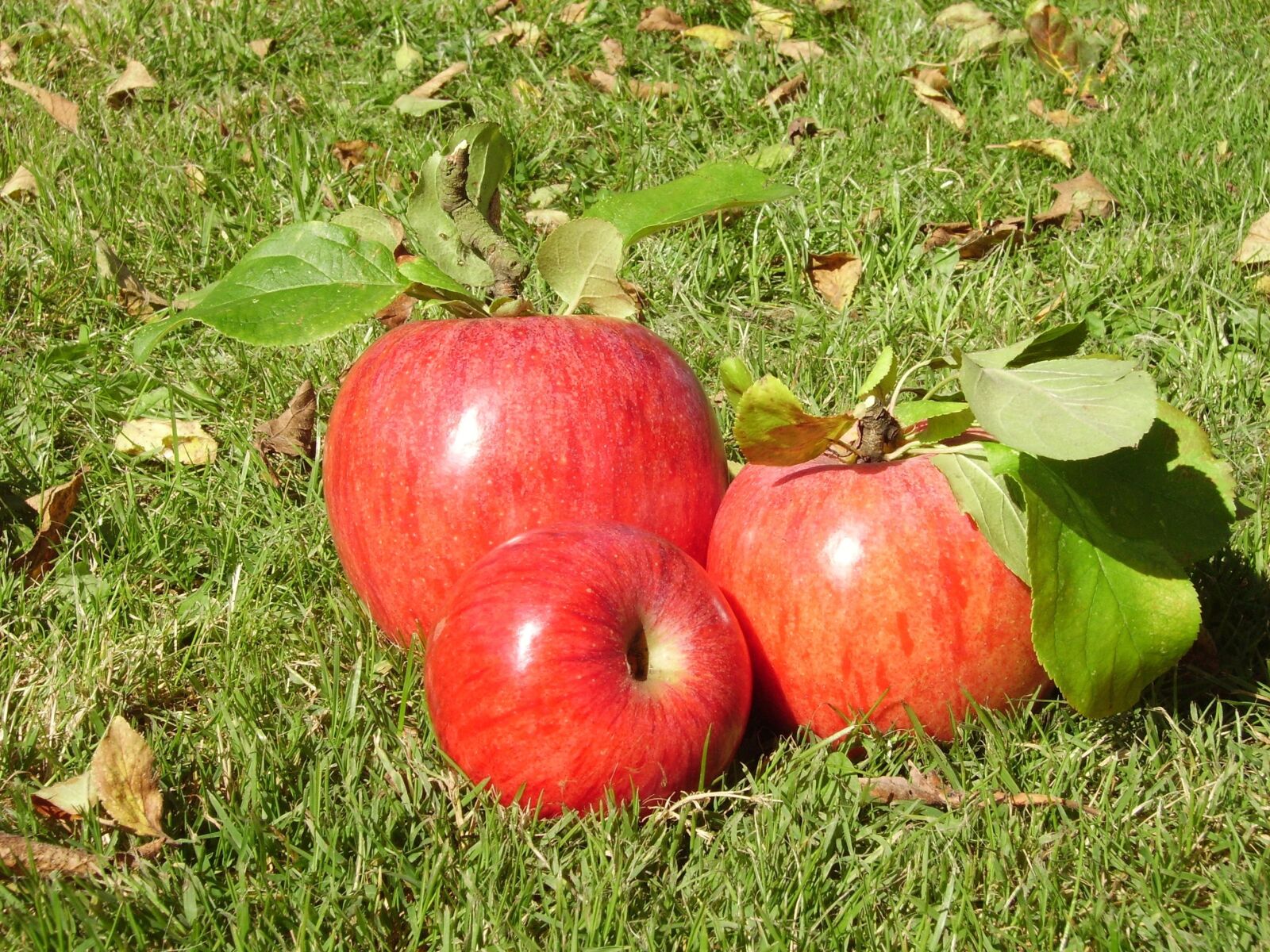 Pentax OPTIO 60 sample photo. Apple, harvest, fruit photography