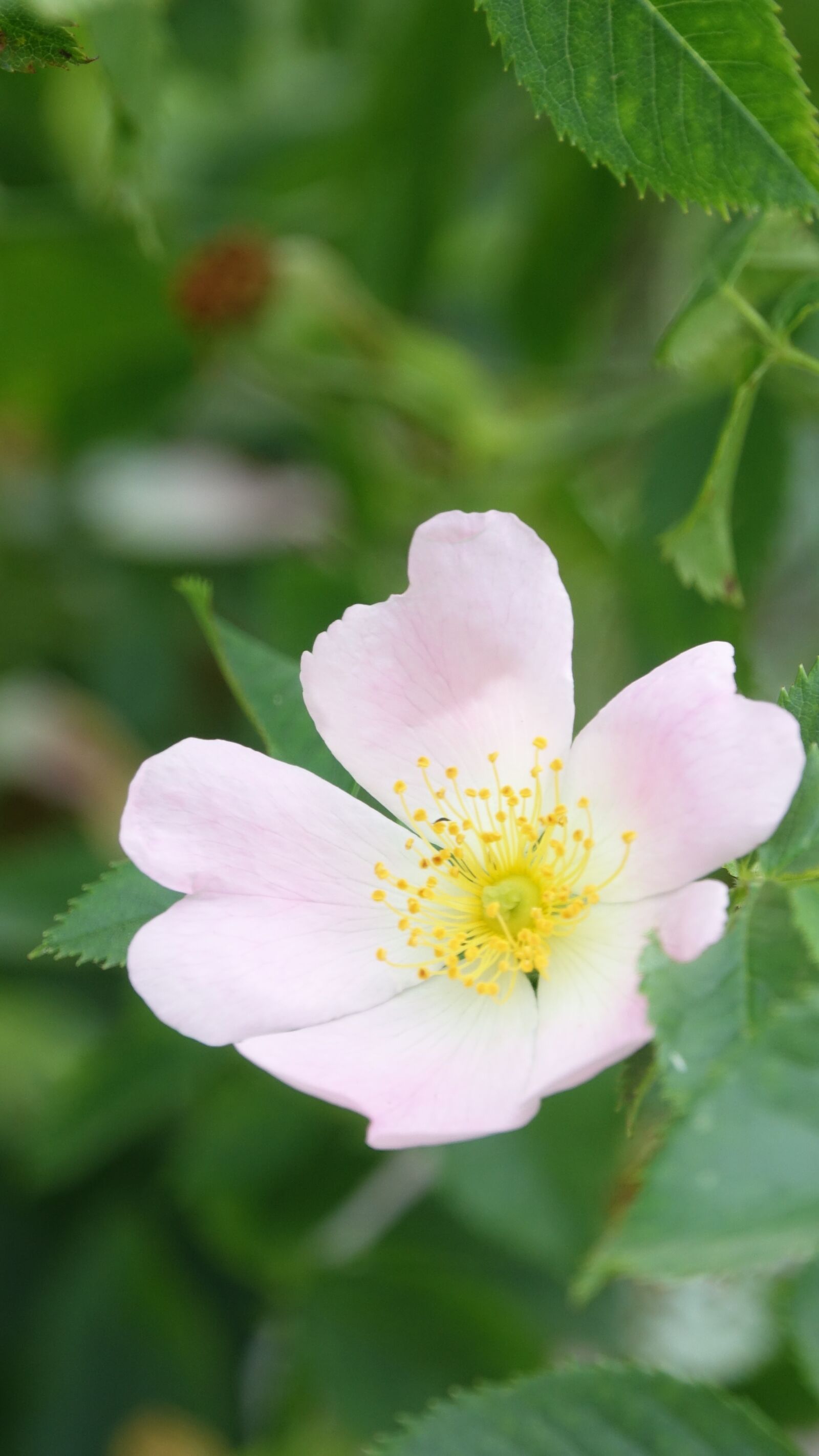 Sony Cyber-shot DSC-RX10 III sample photo. Wild rose, field, nature photography