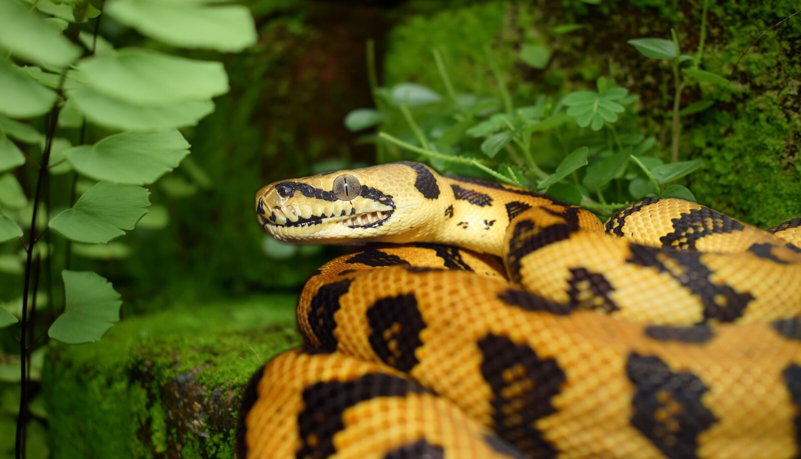 Nikon D5300 sample photo. Snake, reptile, animal world photography