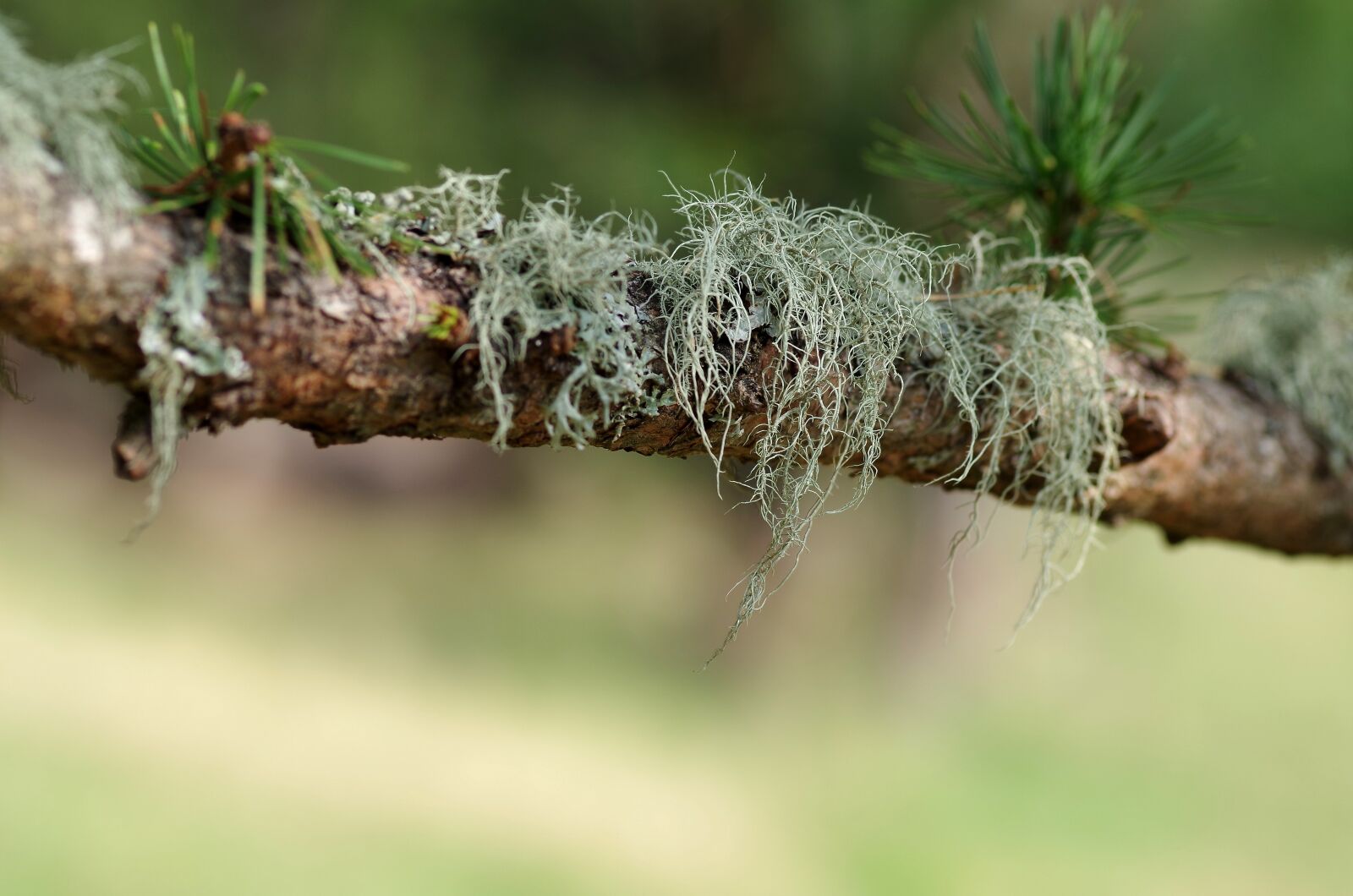 Pentax K-30 sample photo. Nature, tree, leaf photography
