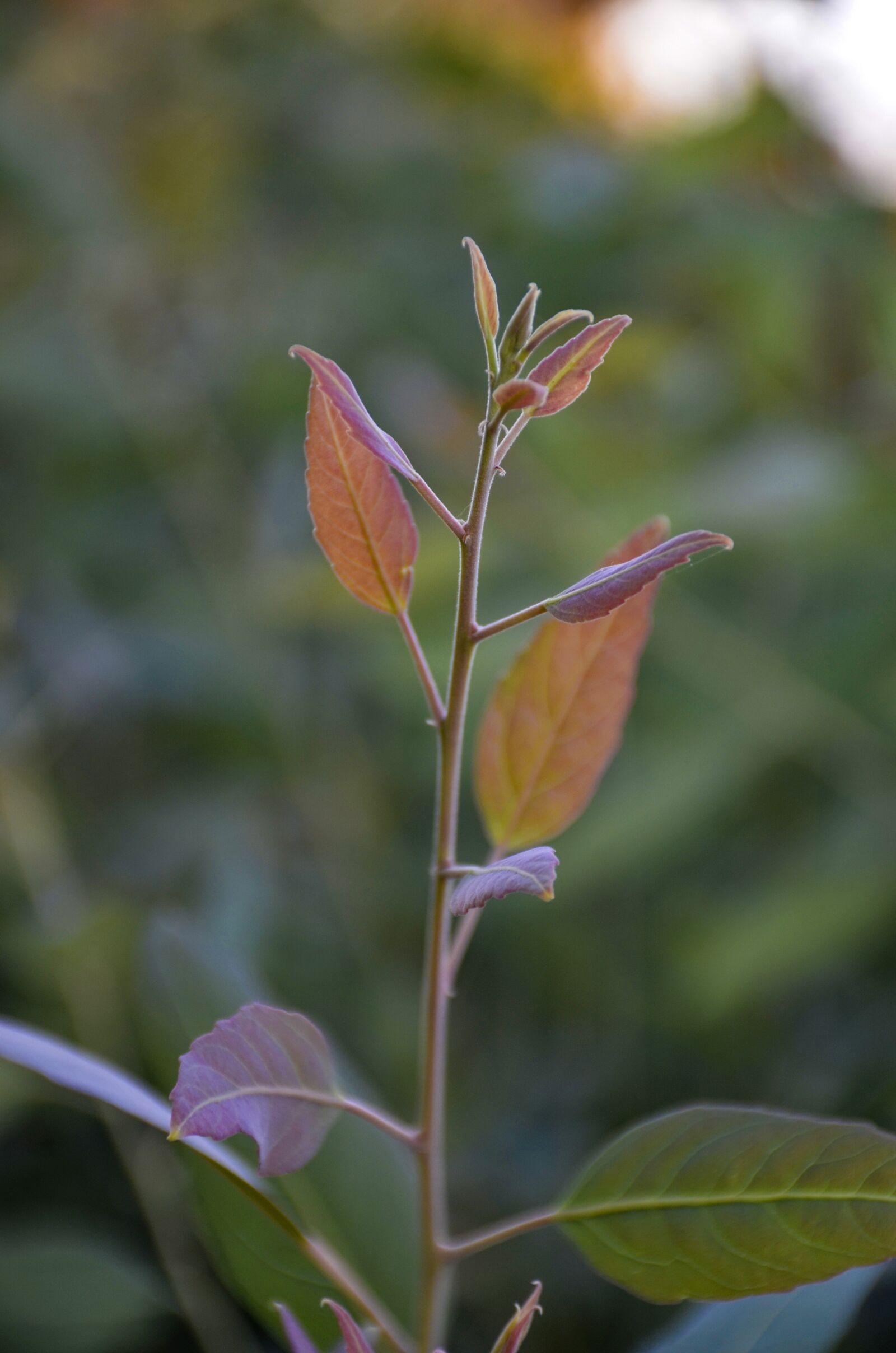 Nikon D7000 sample photo. Red leaf, autumn, leaves photography