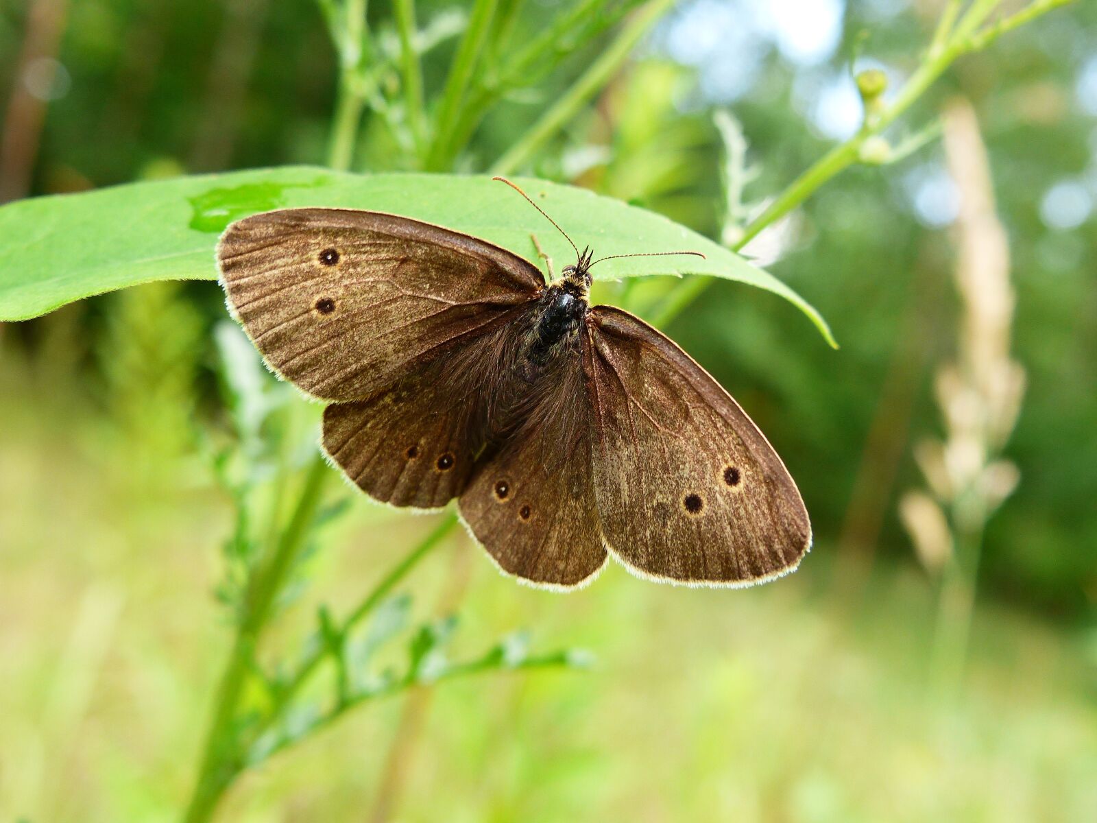 Panasonic Lumix DMC-FZ200 sample photo. Butterfly day, insect, nature photography