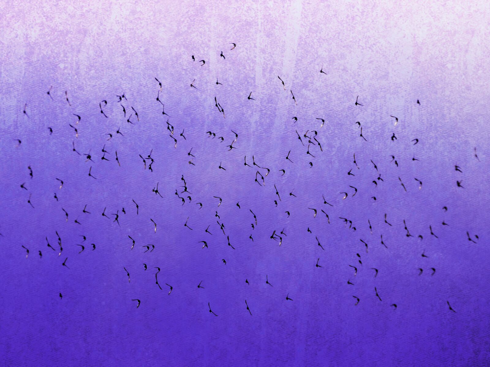 Panasonic Lumix DMC-FZ70 sample photo. Birds, flock, flight photography