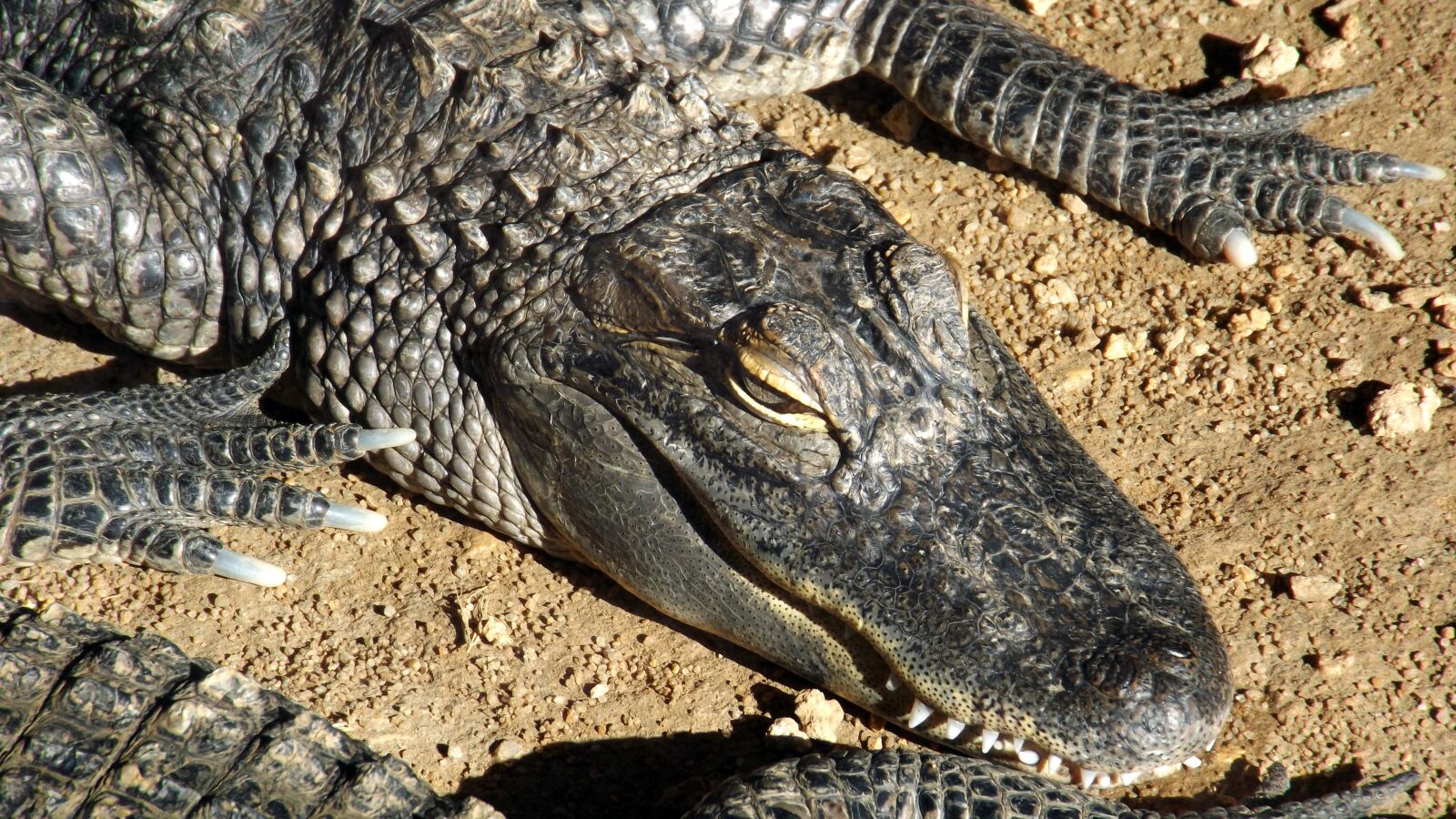 Fujifilm FinePix S4800 sample photo. Crocodile, animal, reptile photography