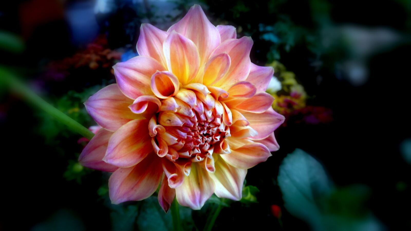 Sony Cyber-shot DSC-HX9V sample photo. Close, up, of, flower photography
