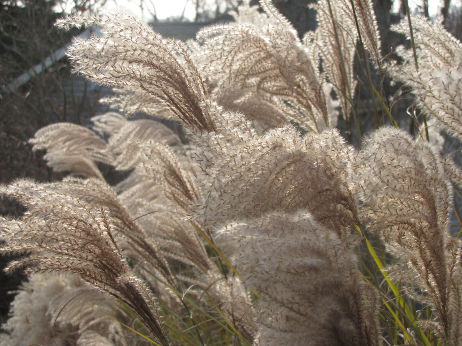Canon PowerShot SX20 IS sample photo. Grass, wind, swaying photography
