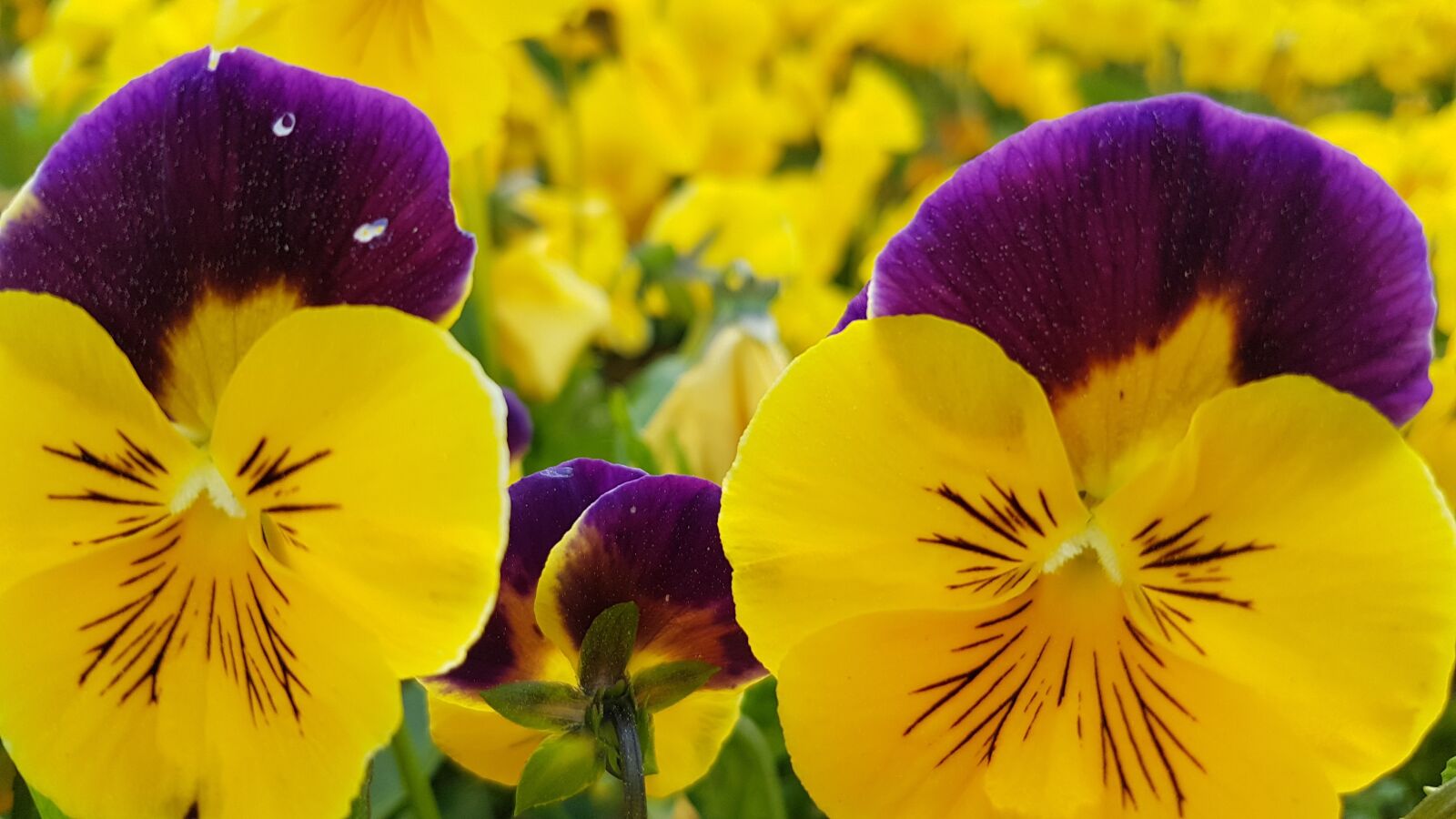 Samsung Galaxy S7 sample photo. Viola, violet, pansy photography