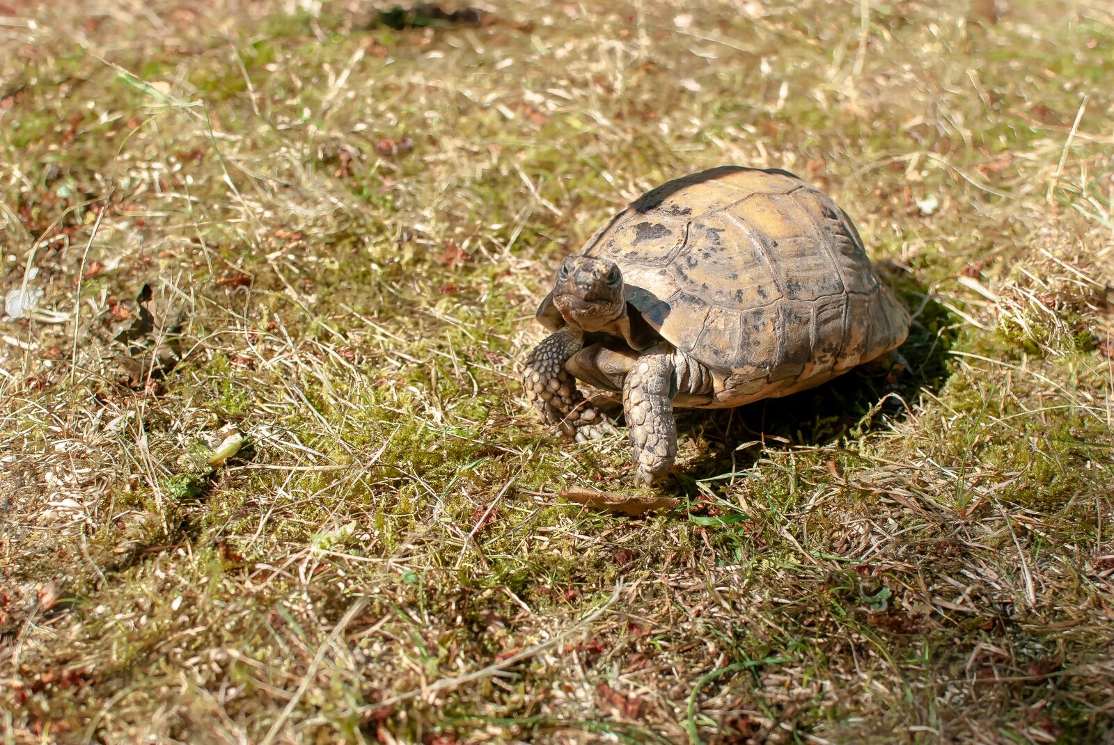 Nikon D80 sample photo. Turtle, carapace, animals photography