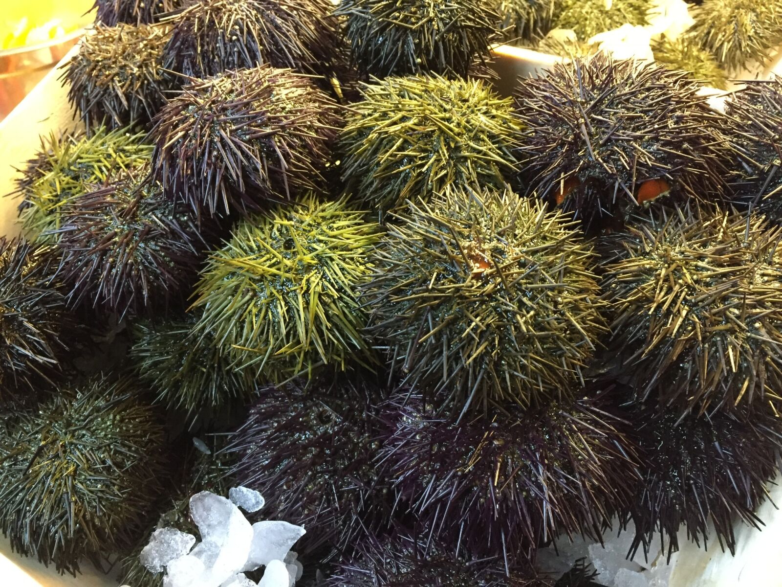 Apple iPhone 6 sample photo. Sea urchin, sea urchins photography