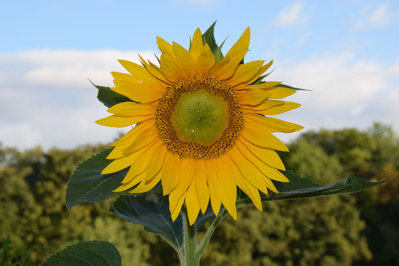 Nikon D5300 sample photo. Stuttgart, summer, sunflower photography