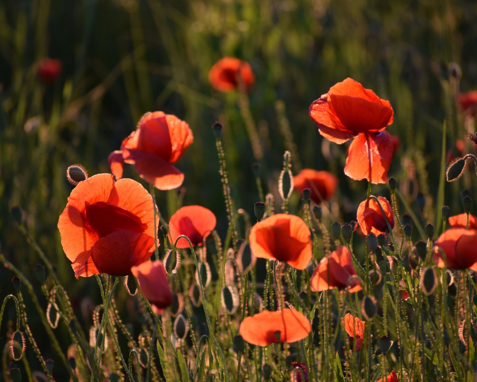Nikon D3300 sample photo. Red poppys, evening, sunset photography