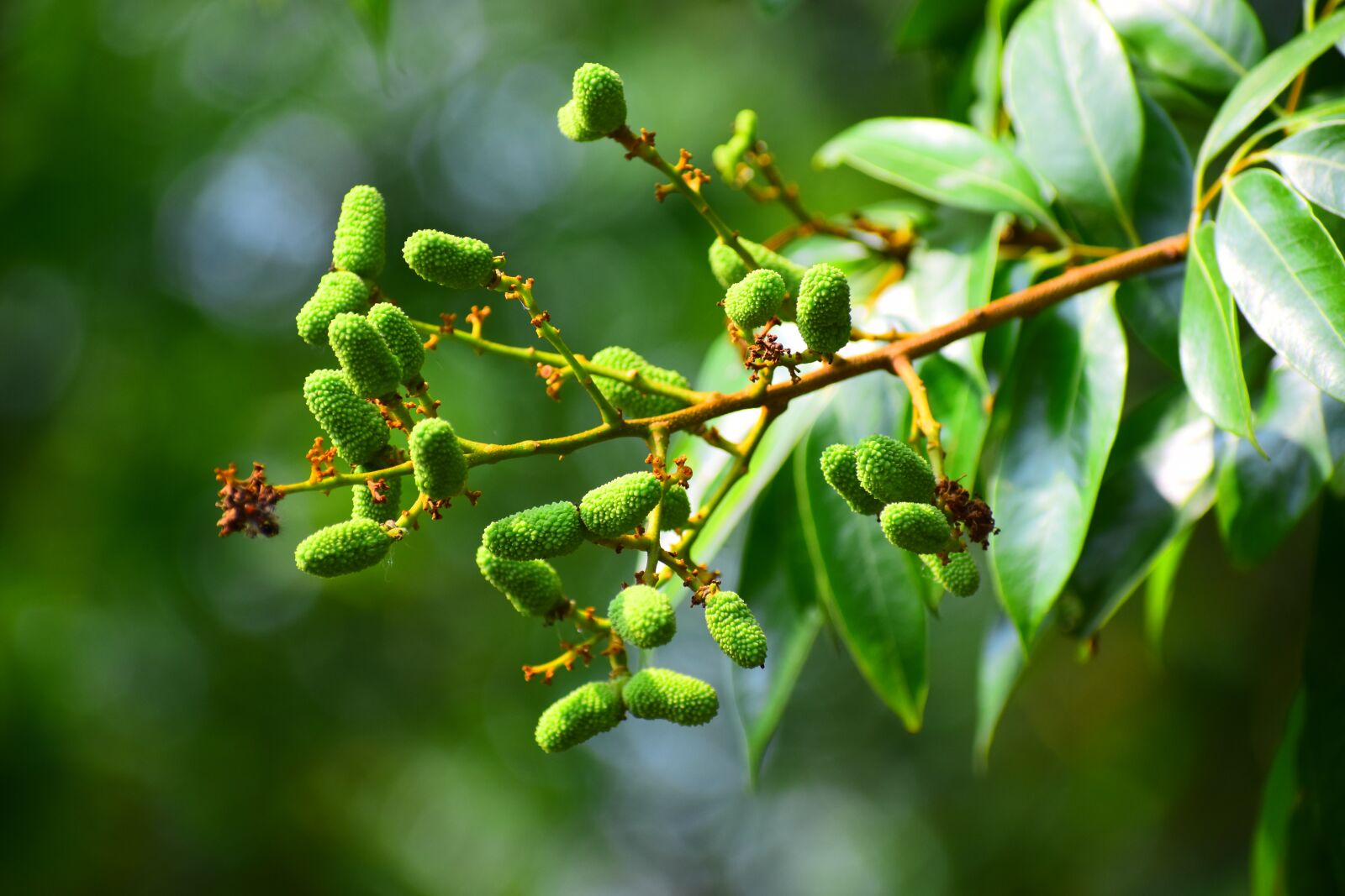 Nikon D5600 sample photo. Leaf, flora, nature photography