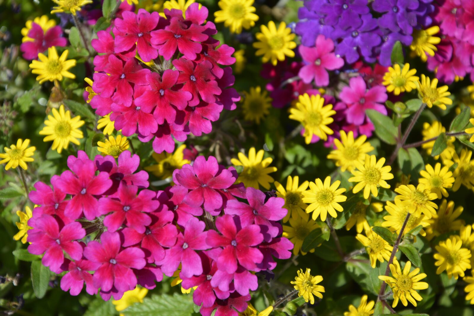 Nikon D5200 sample photo. Flower, plant, nature photography