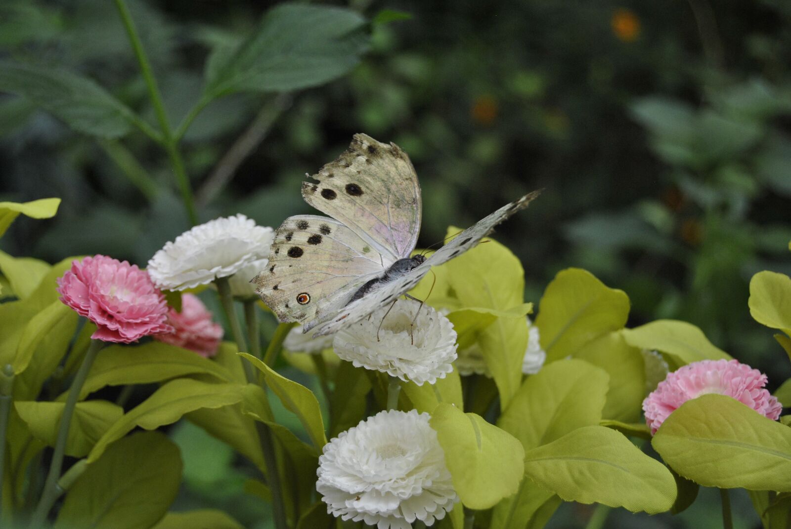 Nikon D3000 sample photo. Butterflies, insects, nature photography