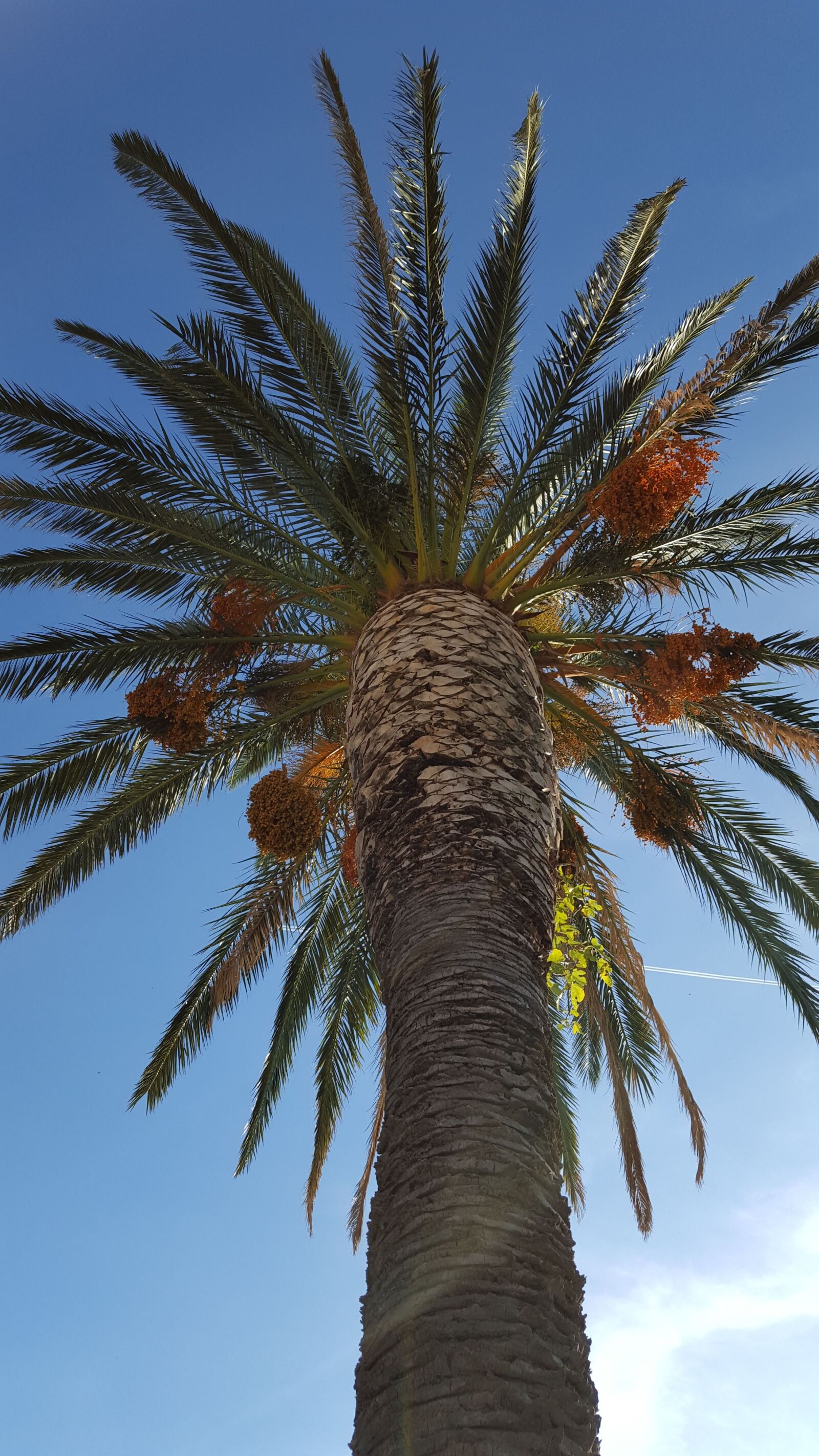 Samsung GALAXY S6 edge sample photo. Palma, the sky, blue photography